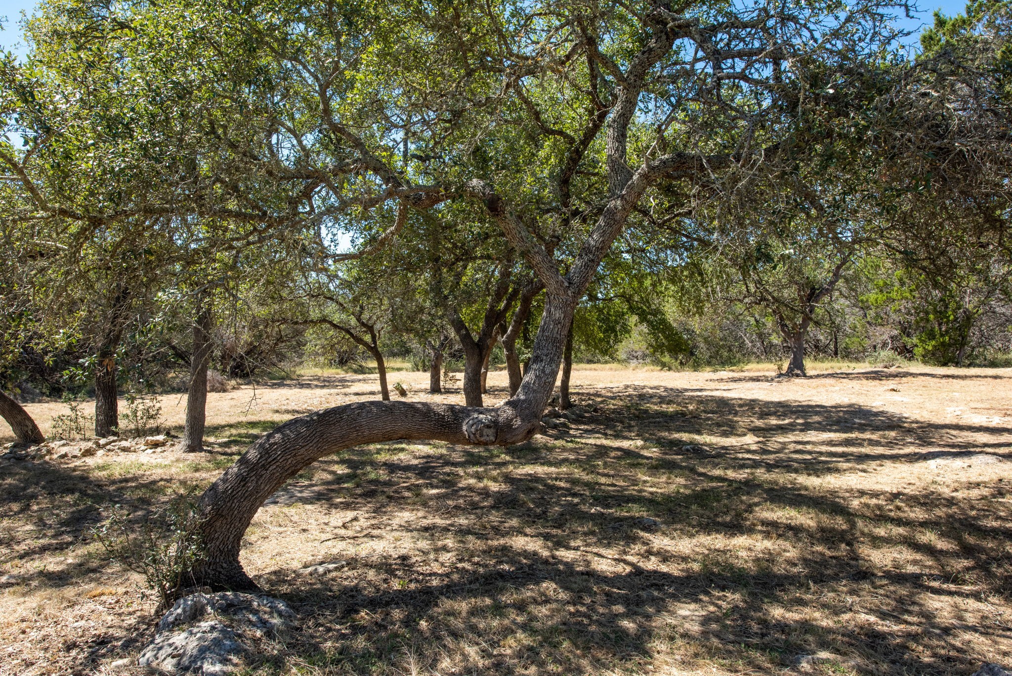 840 Forest View Drive Blanco, TX 78606 - Photo 4 of 32 a view of road covered with snow
