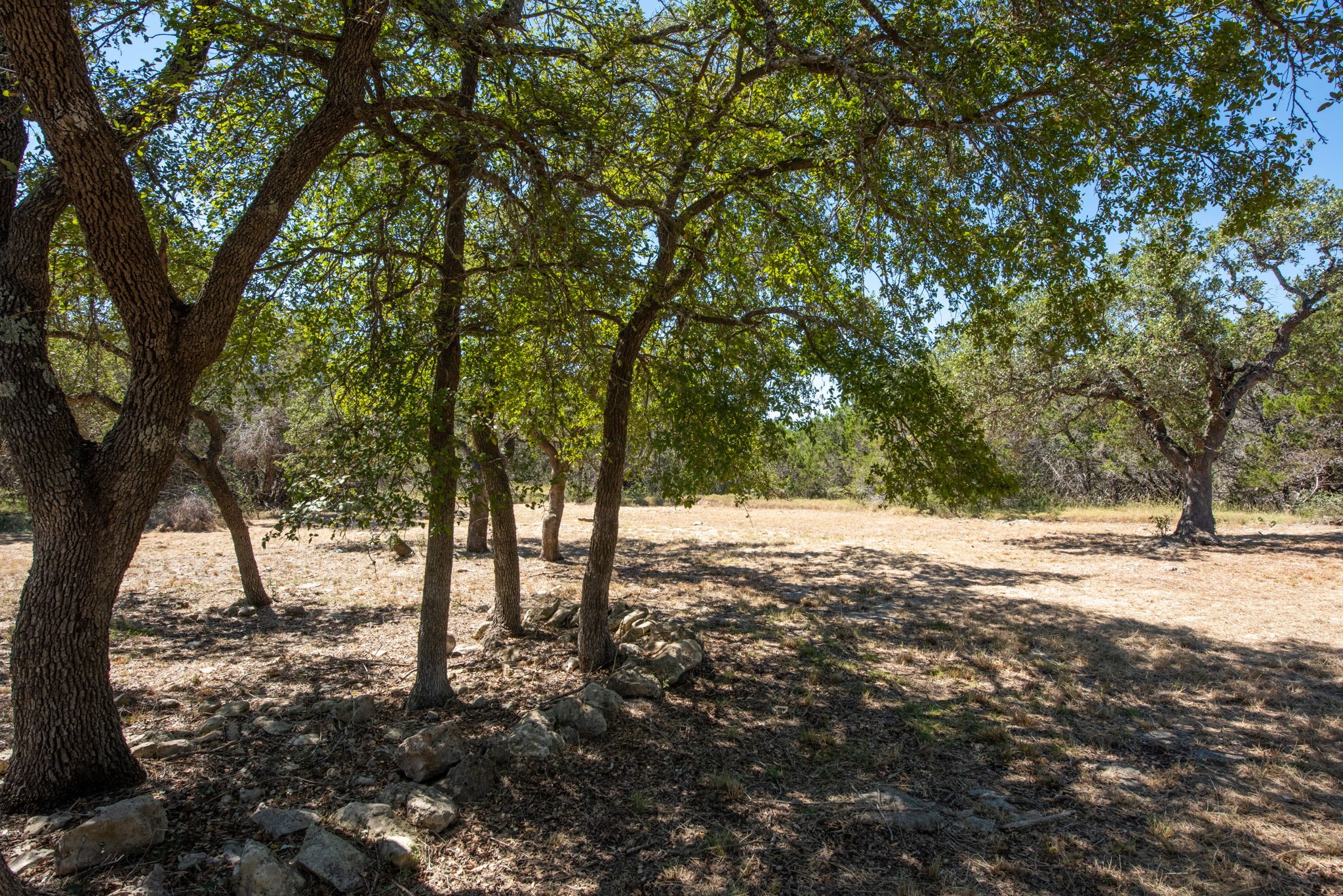 840 Forest View Drive Blanco, TX 78606 - Photo 5 of 32 a view of large trees with yard