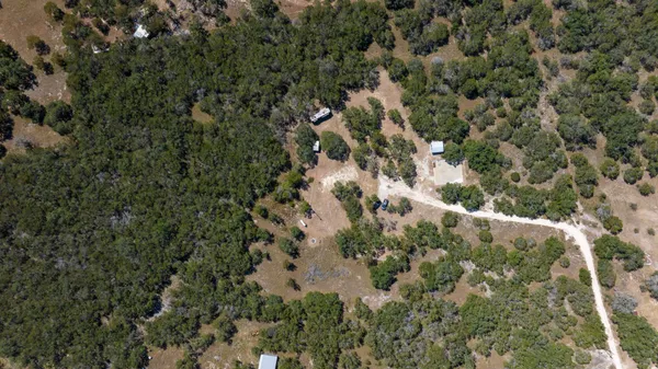 a view of a forest with a tree