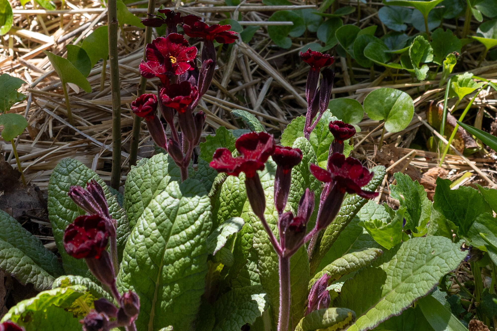 12 Bakers Point Road Steuben, ME 04680 - Photo 49 of 86 Primroses.
