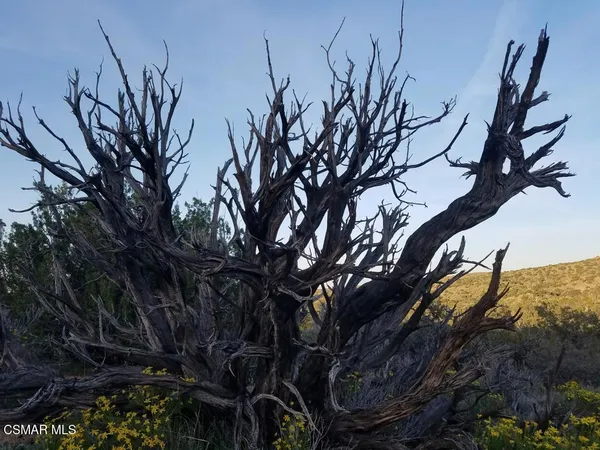 a view of a house with a tree