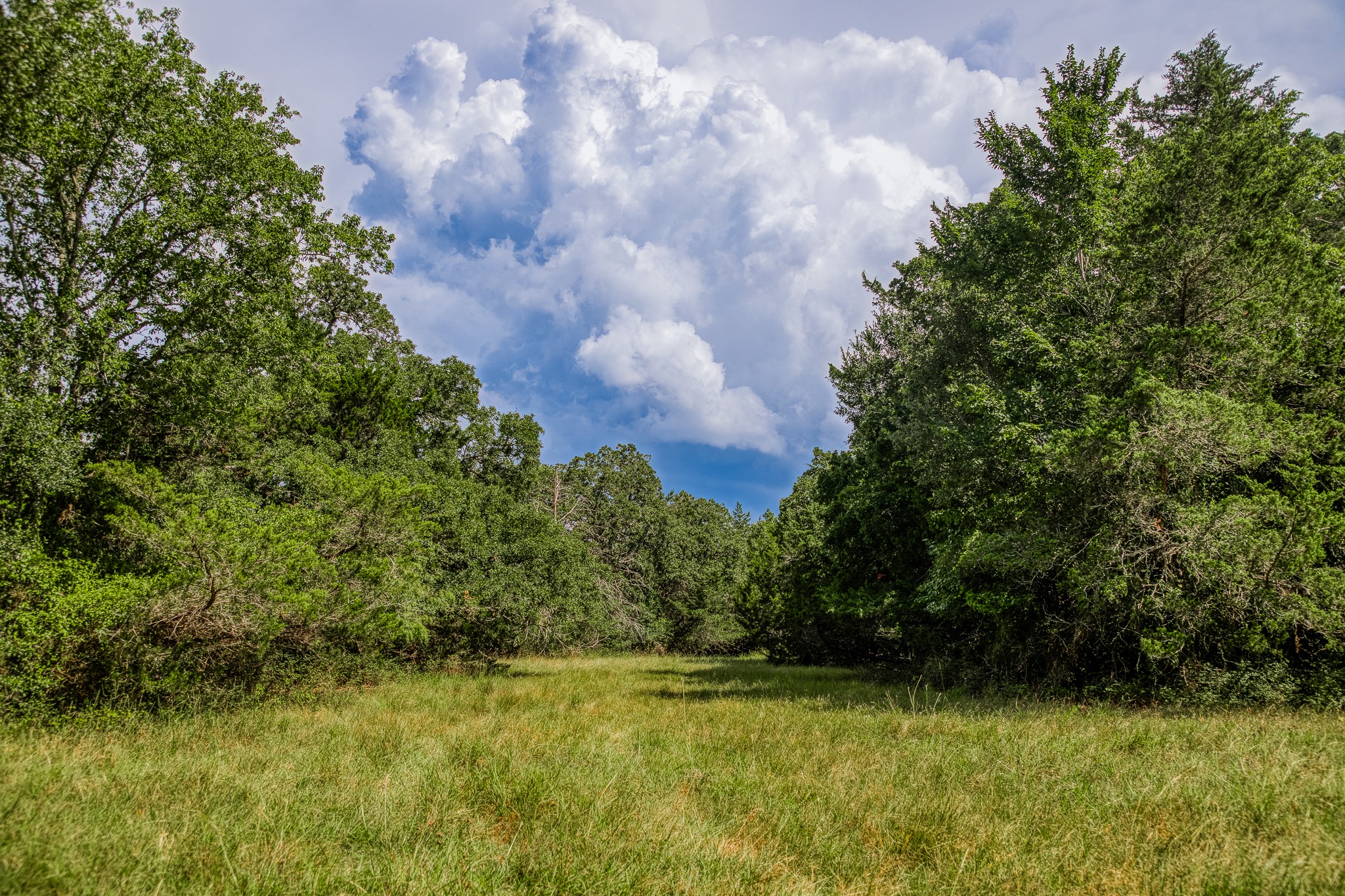 3420 Rohde Road Round Top, TX 78954 - Photo 1 of 28 a view of a yard