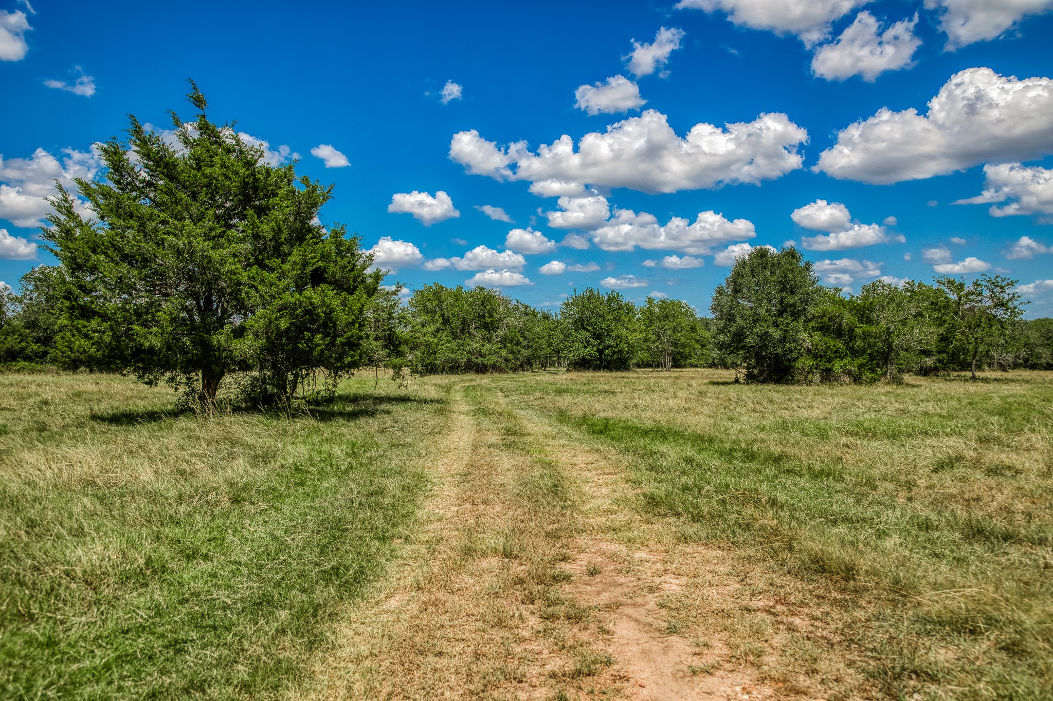 3420 Rohde Road Round Top, TX 78954 - Photo 14 of 28 a view of yard with green space