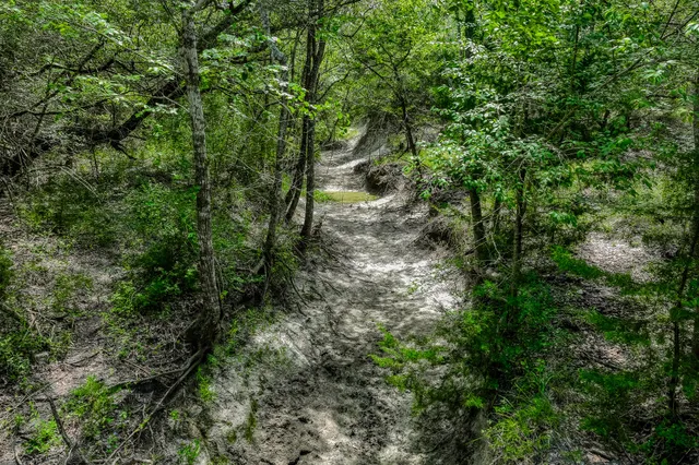 a view of a forest with lots of trees