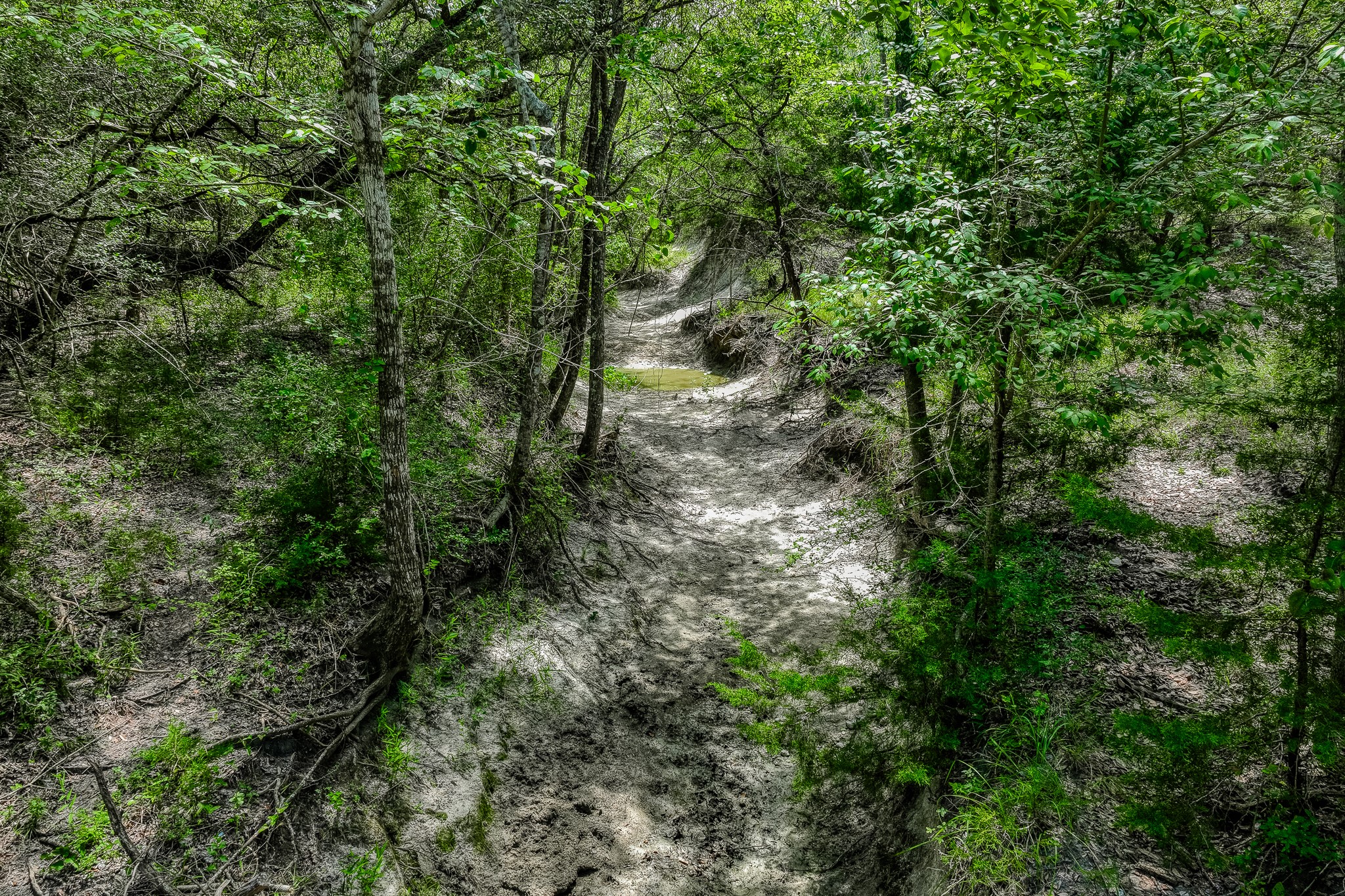 3420 Rohde Road Round Top, TX 78954 - Photo 6 of 28 a view of a forest with lots of trees