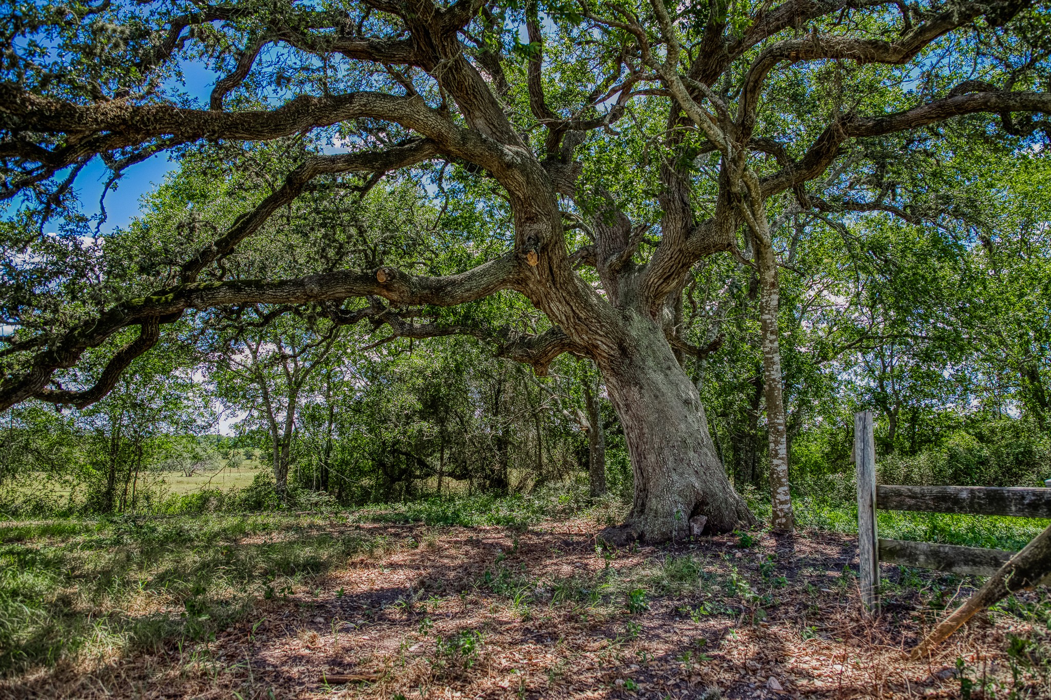 3420 Rohde Road Round Top, TX 78954 - Photo 8 of 28 a view of a forest