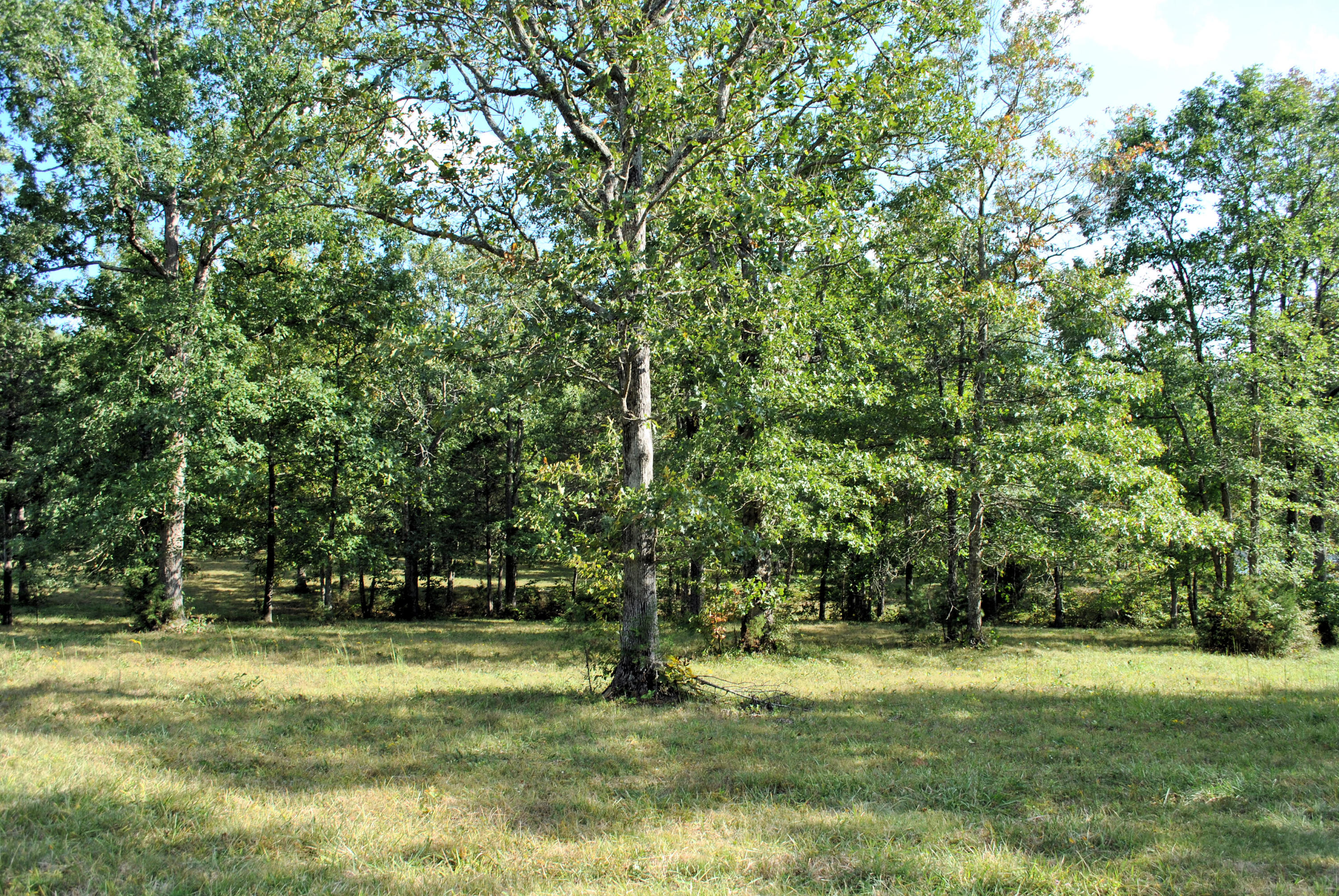 3948 Flatwoods Road Elliston, VA 24087 - Photo 20 of 57 a view of a trees