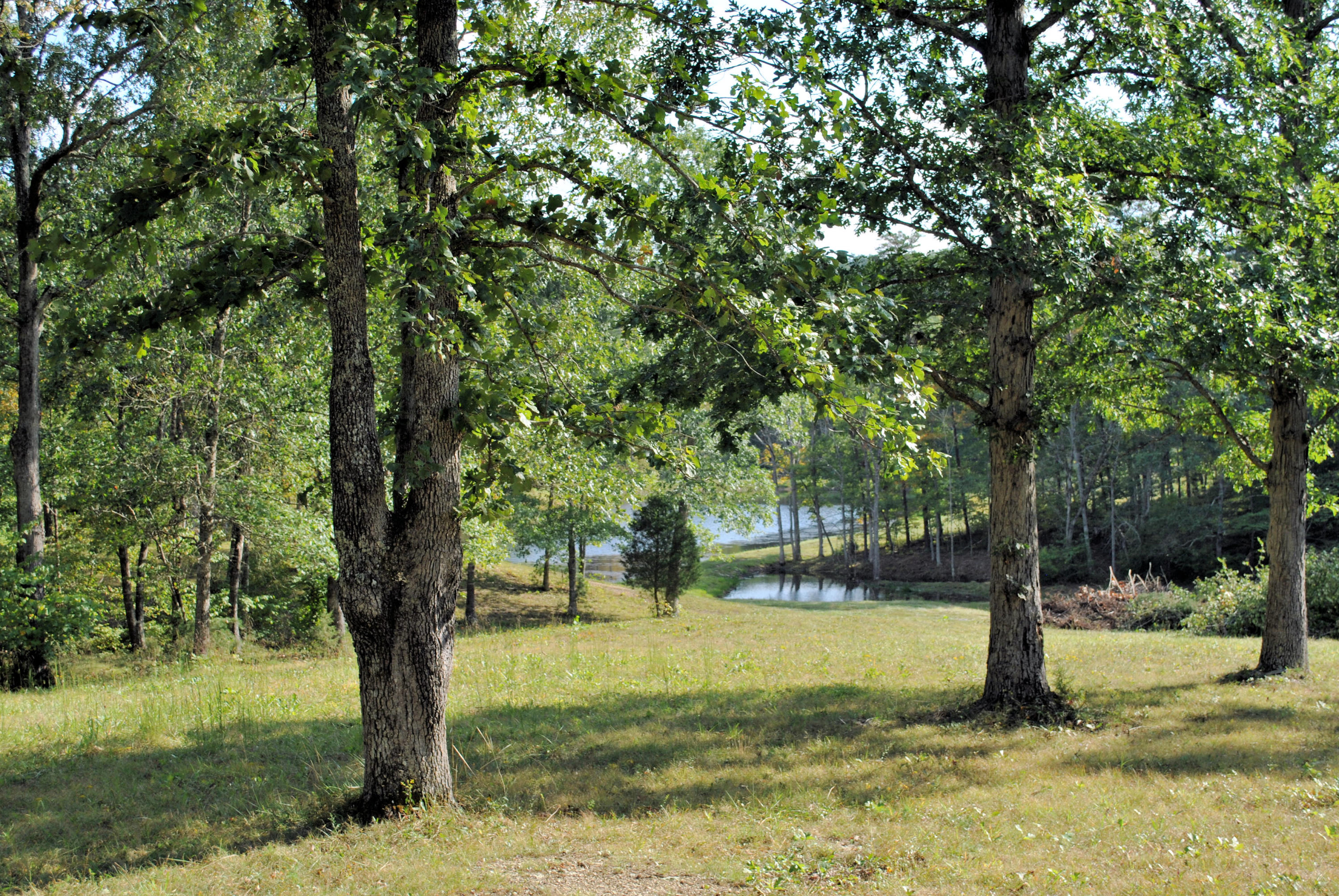 3948 Flatwoods Road Elliston, VA 24087 - Photo 24 of 57 a view of a trees in a yard