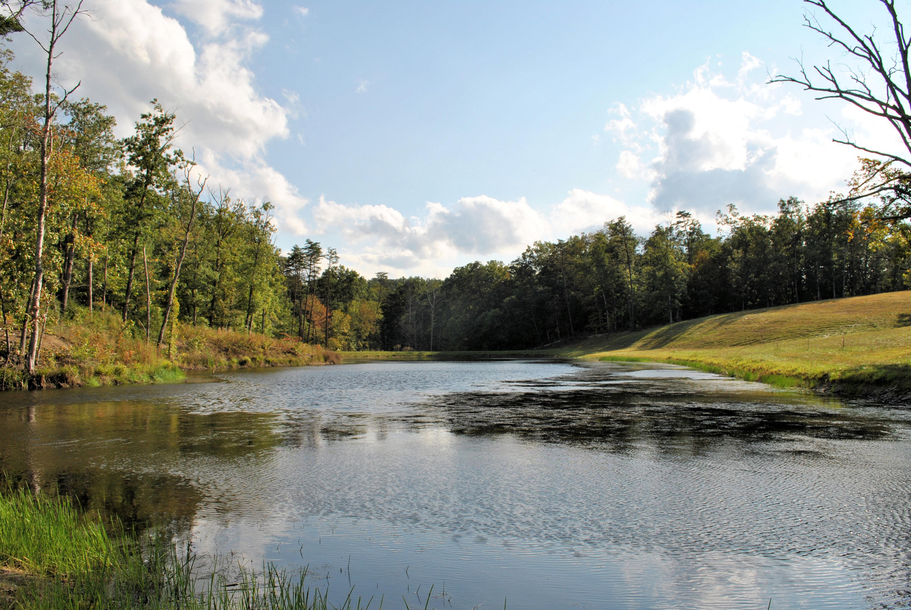 3948 Flatwoods Road Elliston, VA 24087 - Photo 31 of 57 a view of a lake with beach and large trees