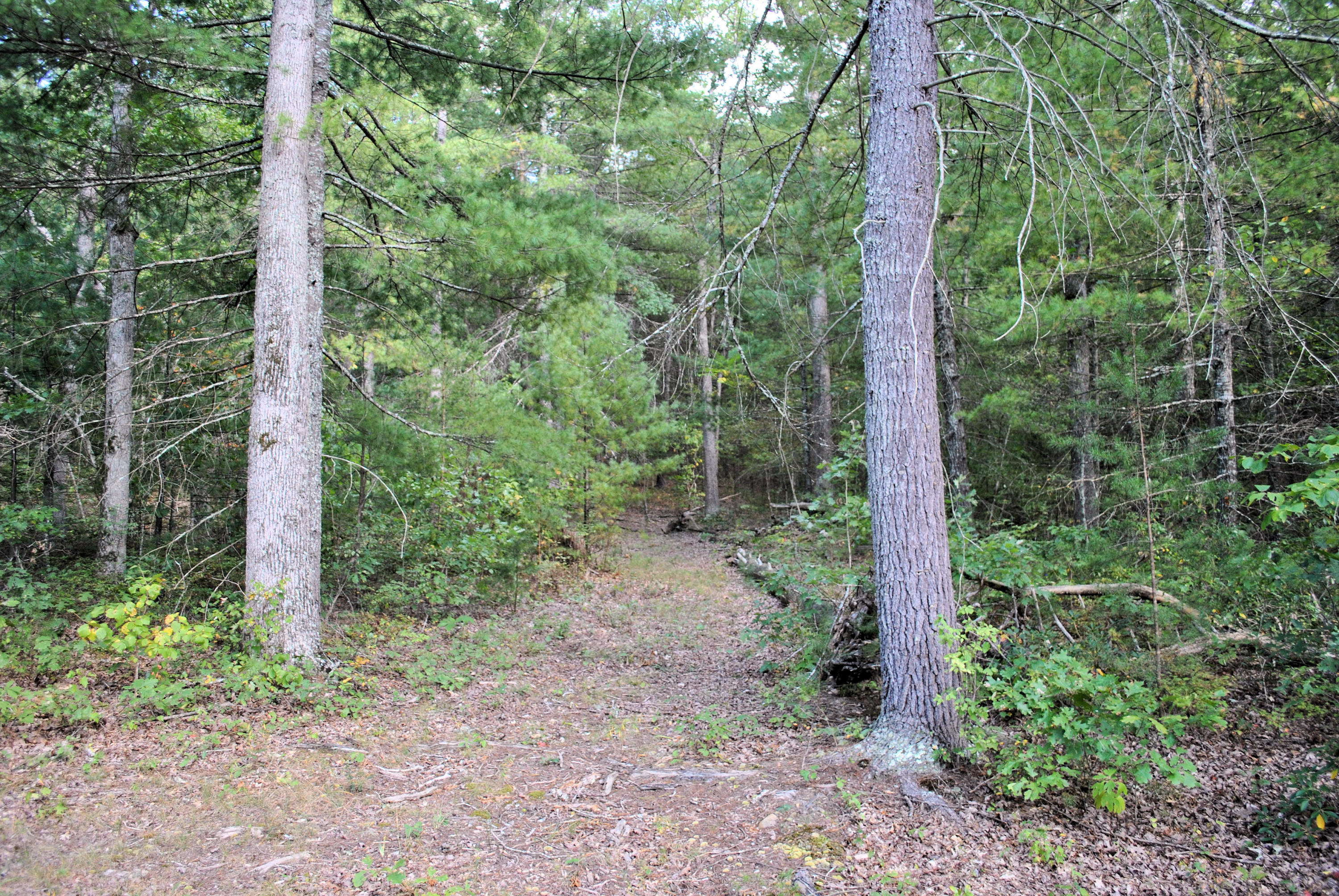 3948 Flatwoods Road Elliston, VA 24087 - Photo 38 of 57 a view of a forest that has large trees