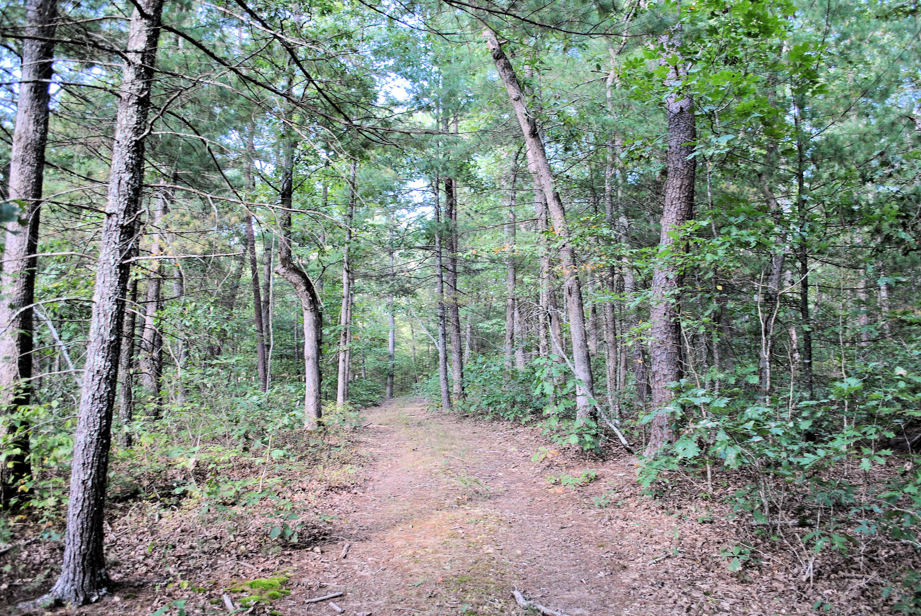 3948 Flatwoods Road Elliston, VA 24087 - Photo 41 of 57 a view of a forest that has large trees