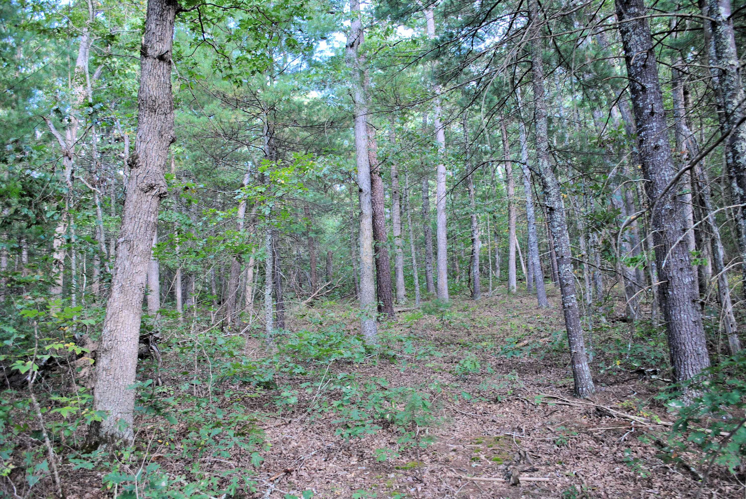 3948 Flatwoods Road Elliston, VA 24087 - Photo 42 of 57 a view of a forest that has large trees