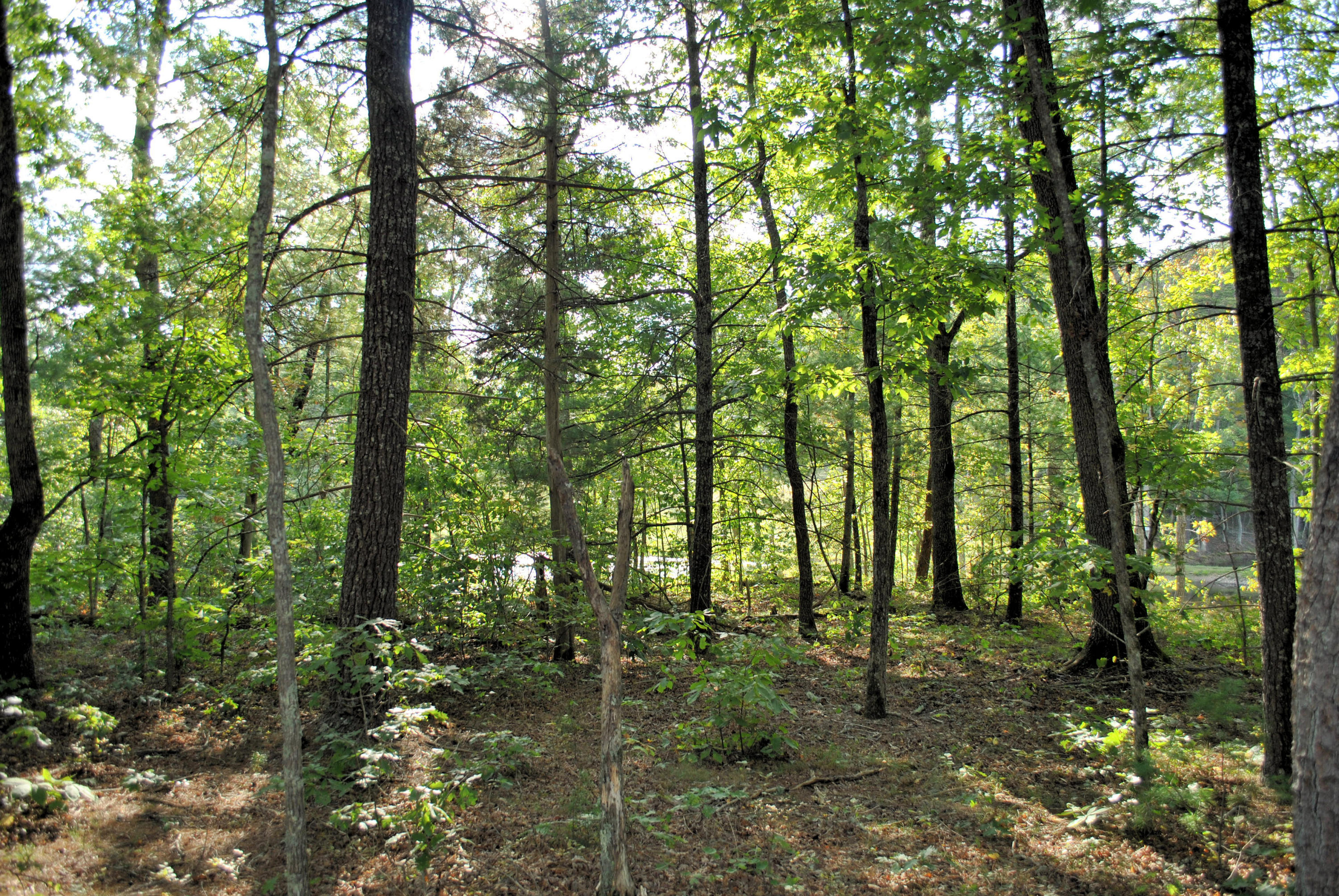 3948 Flatwoods Road Elliston, VA 24087 - Photo 43 of 57 a view of forest