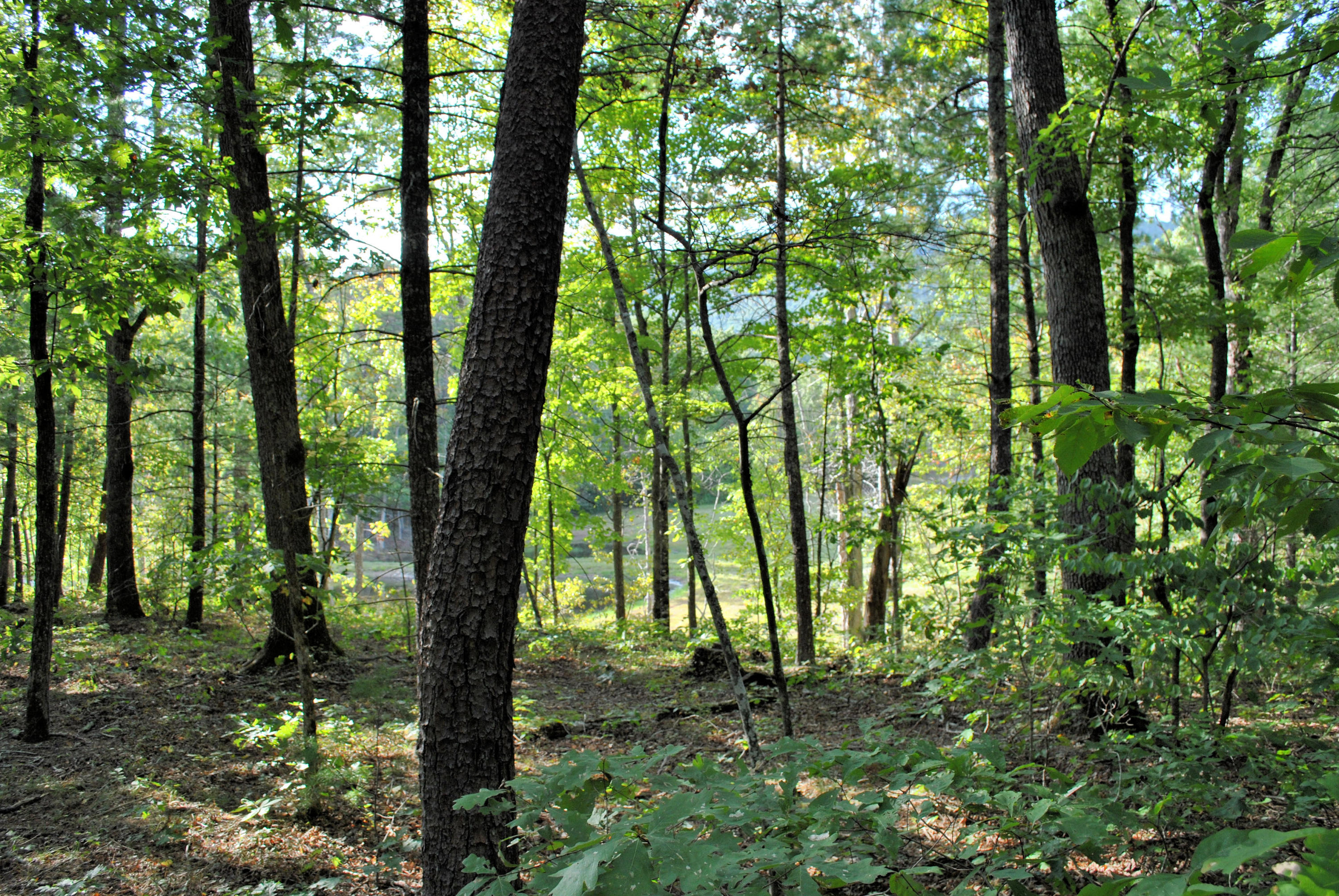 3948 Flatwoods Road Elliston, VA 24087 - Photo 44 of 57 a backyard of a house with lots of green space