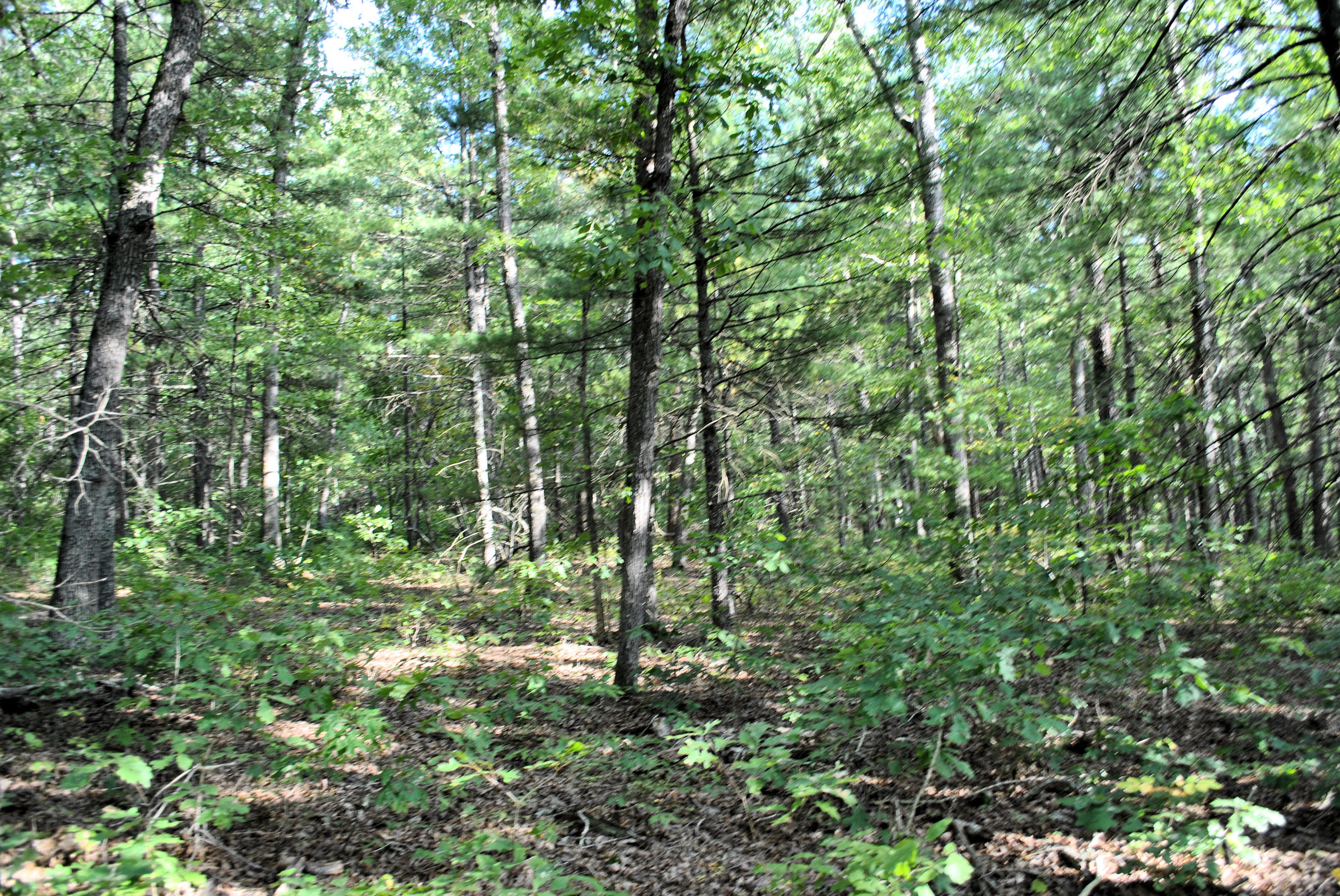 3948 Flatwoods Road Elliston, VA 24087 - Photo 45 of 57 DSC_1002
