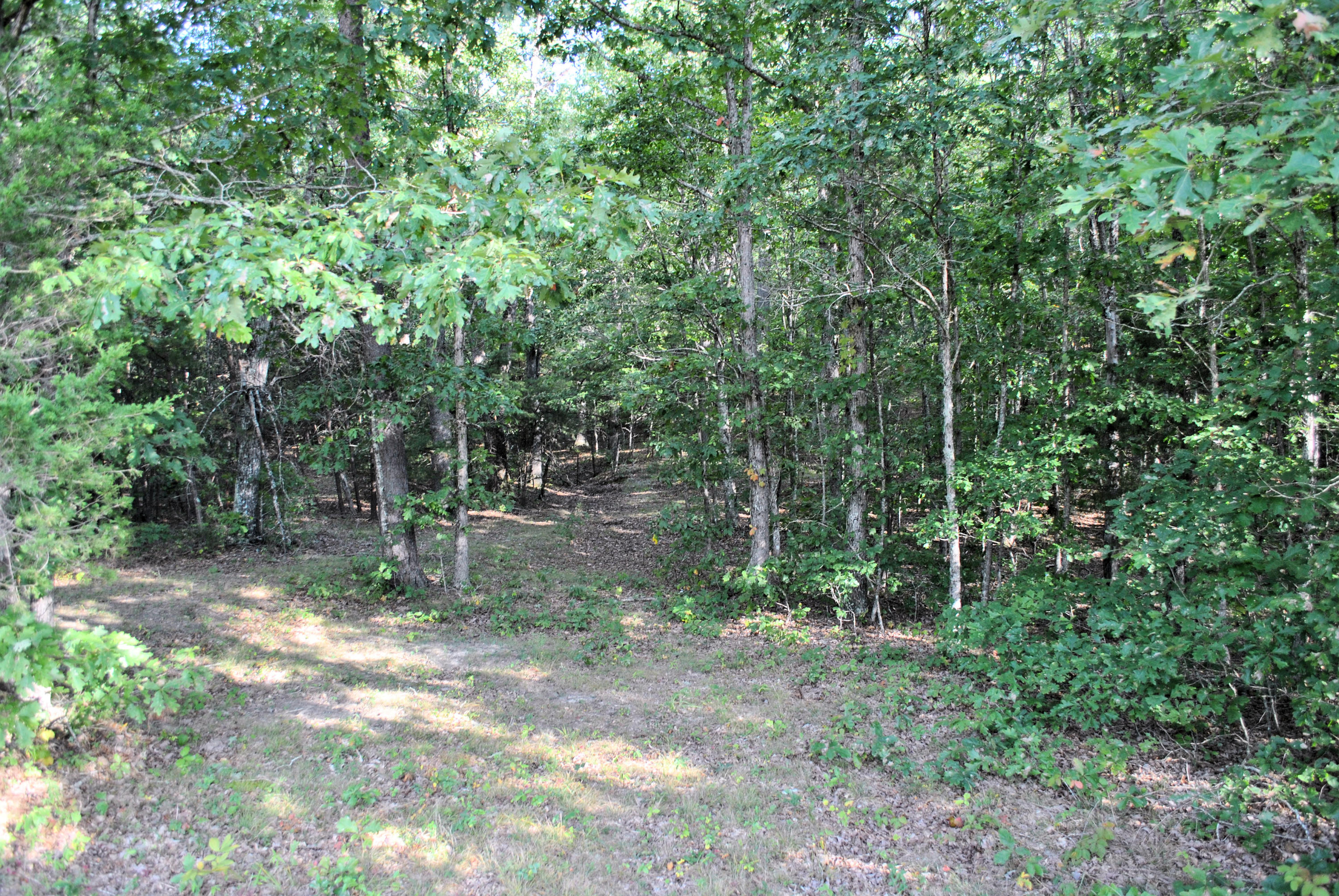 3948 Flatwoods Road Elliston, VA 24087 - Photo 55 of 57 a view of a forest filled with trees