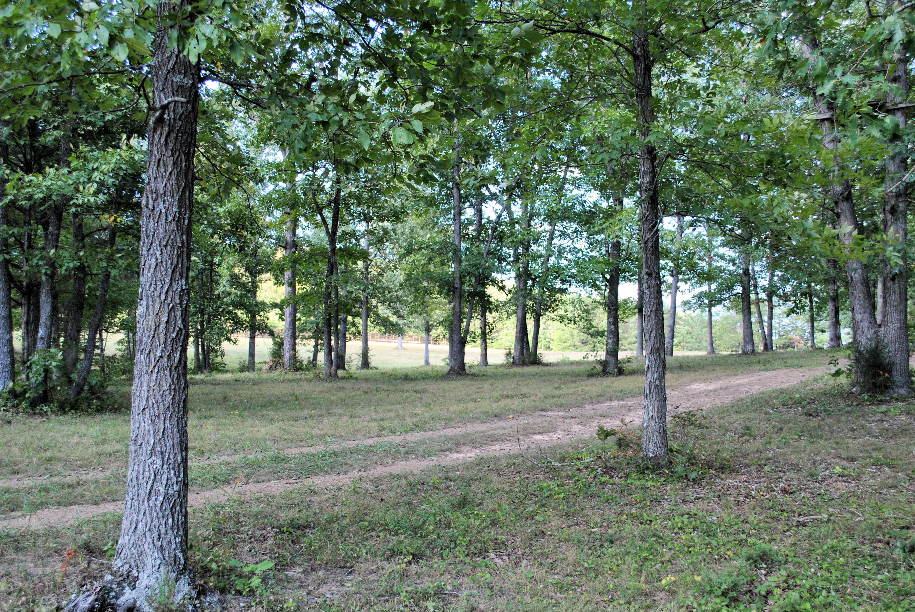 3948 Flatwoods Road Elliston, VA 24087 - Photo 56 of 57 a view of a tree in the middle of a forest