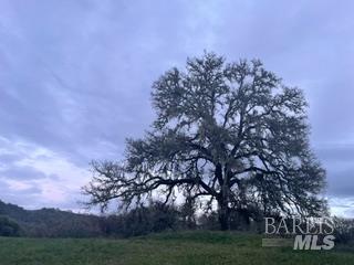 2110 Rd B Redwood Valley, CA 95470 - Photo 36 of 36 Large oaks with rolling hills.