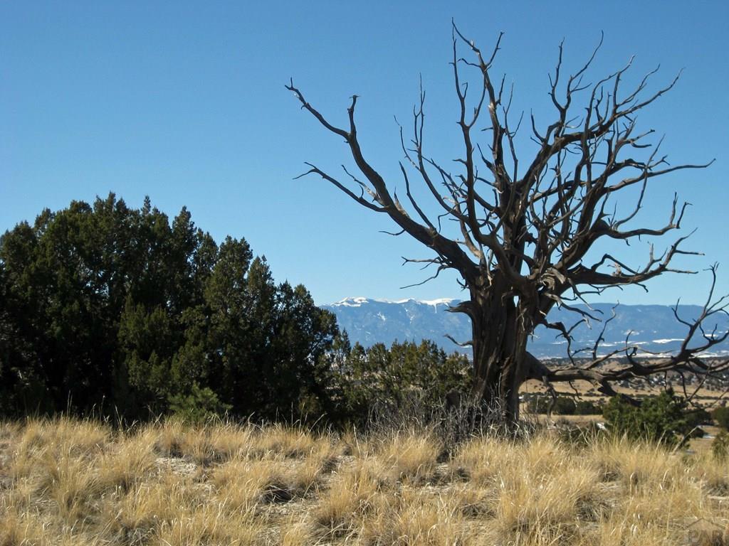 Lot 8 Wyatt Court Rye, CO 81069 - Photo 10 of 21