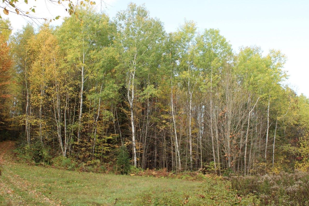 Off Warren Road Fifield, WI 54524 - Photo 15 of 28 Gallery Image 15