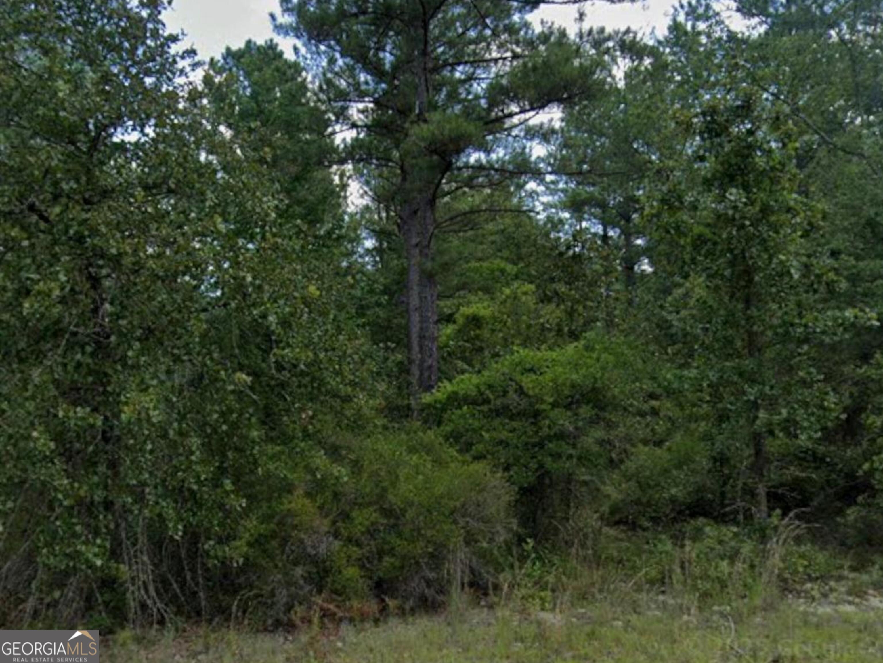 0 Addie Trail Dublin, GA 31021 - Photo 2 of 3 a view of a forest with a tree
