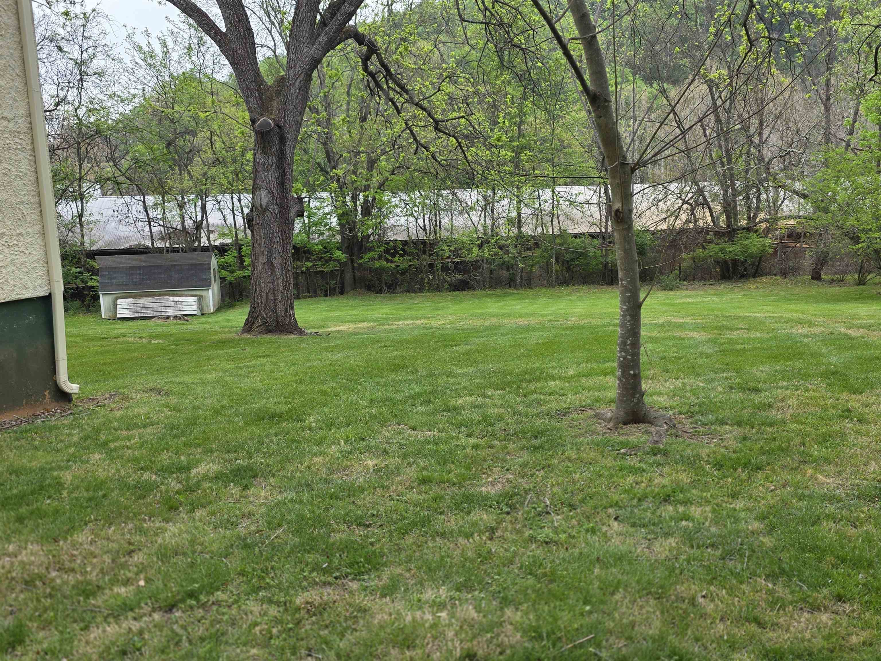 1229 Stack Street Staunton, VA 24401 - Photo 6 of 6 a view of a yard with a tree