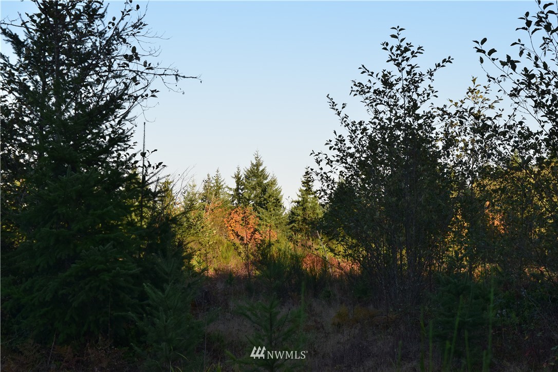 176-0 Roe Road Winlock, WA 98596 - Photo 6 of 9