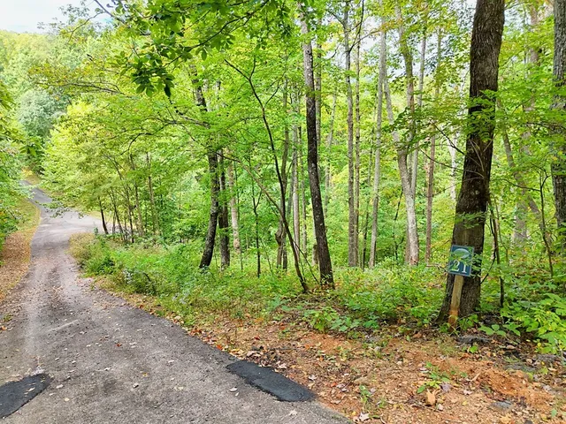 a green field with lots of trees