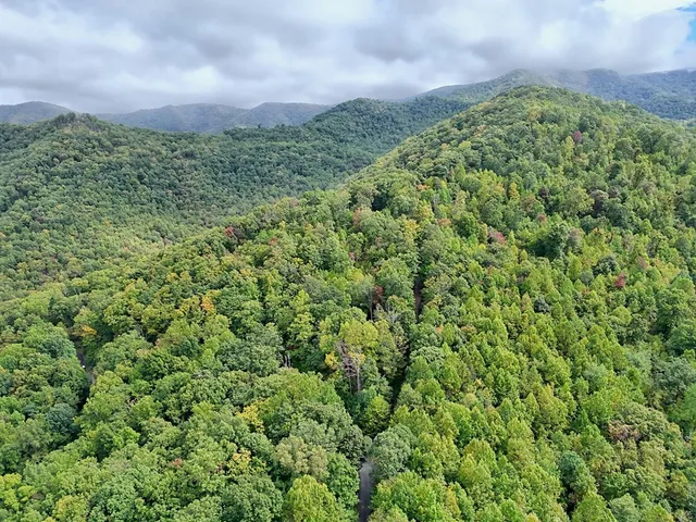 a view of a green field with lots of bushes