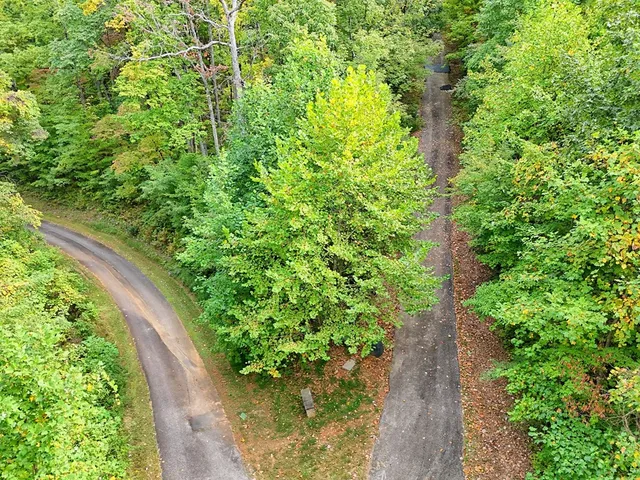 a plant with lots of green space