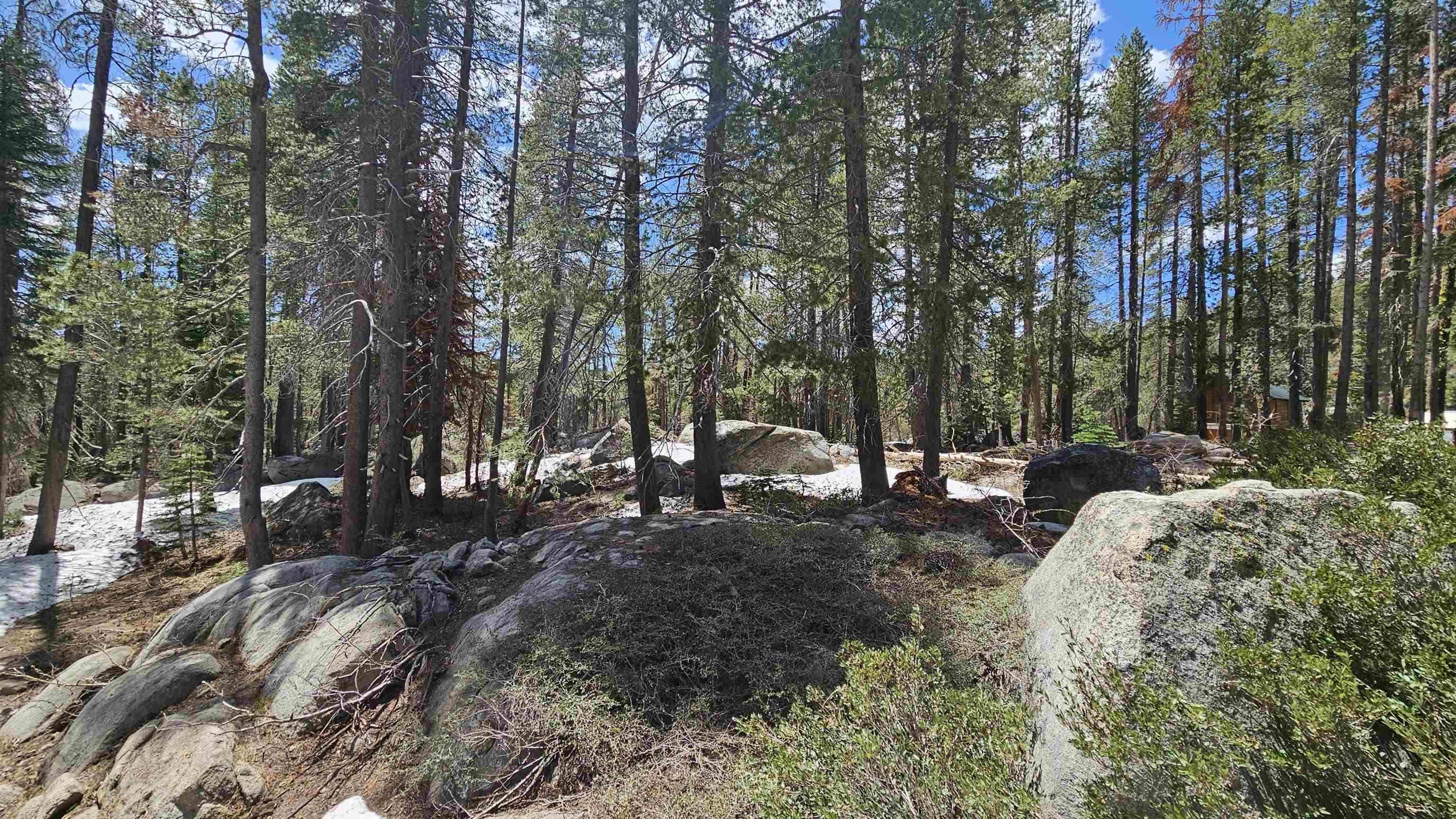 10060 Bunny Hl Road Soda Springs, CA 95728 - Photo 4 of 8 a view of a backyard with large trees