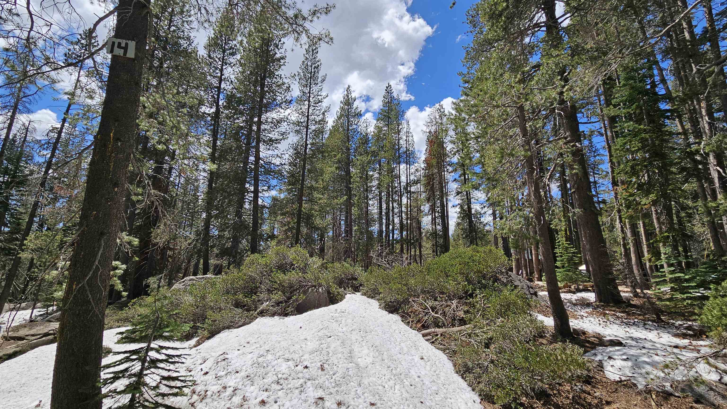 10060 Bunny Hl Road Soda Springs, CA 95728 - Photo 5 of 8 a view of a yard with plants and trees