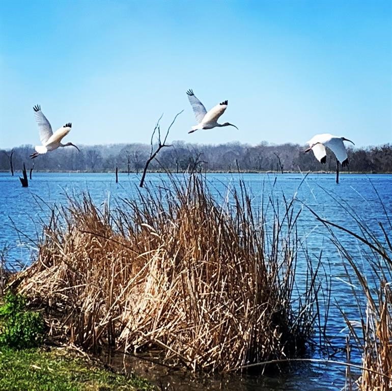 330 Sandy Trail Angleton, TX 77515 - Photo 6 of 13