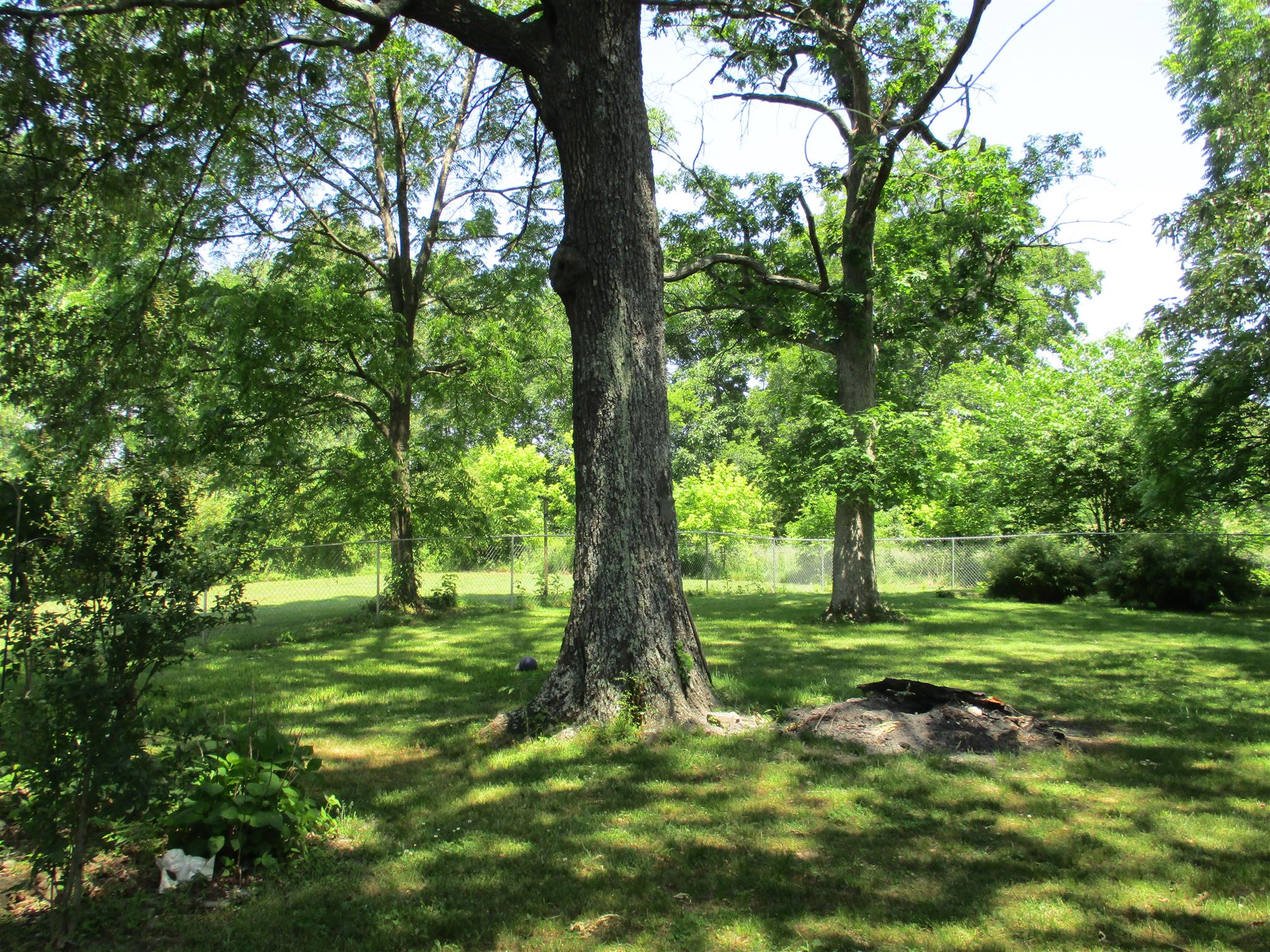 23 Ingram Road Leoma, TN 38468 - Photo 20 of 22 a view of a trees in a yard