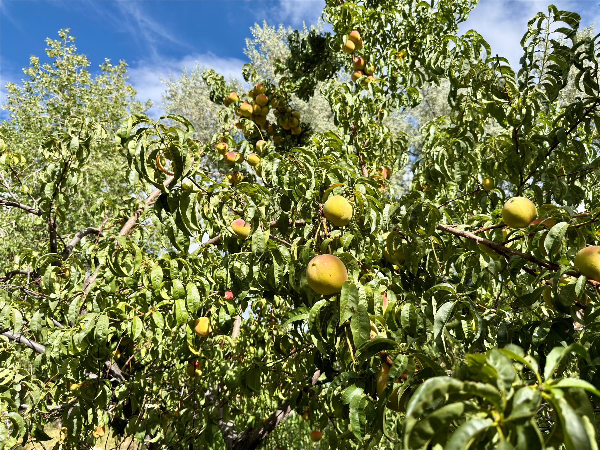 1238 Madrid Road Santa Fe, NM 87505 - Photo 66 of 70 Gallery Image 66