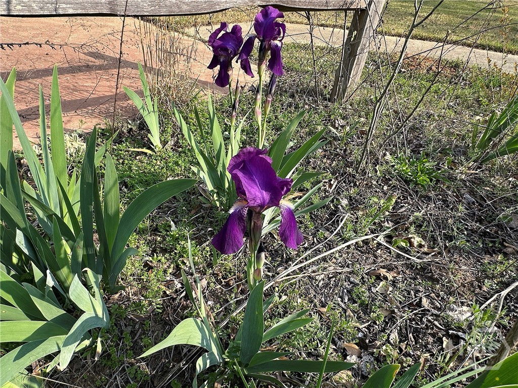 1104 Farm Road Colbert, GA 30628 - Photo 35 of 39 Iris