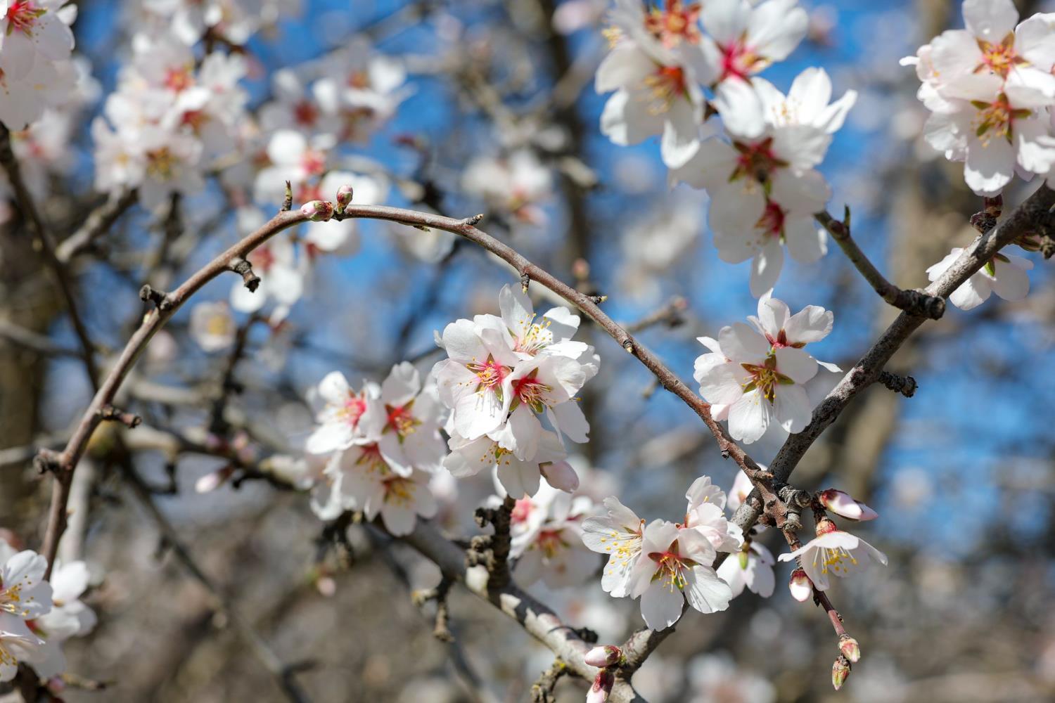 0 Horseshoe Road Oakdale, CA 95361 - Photo 16 of 24