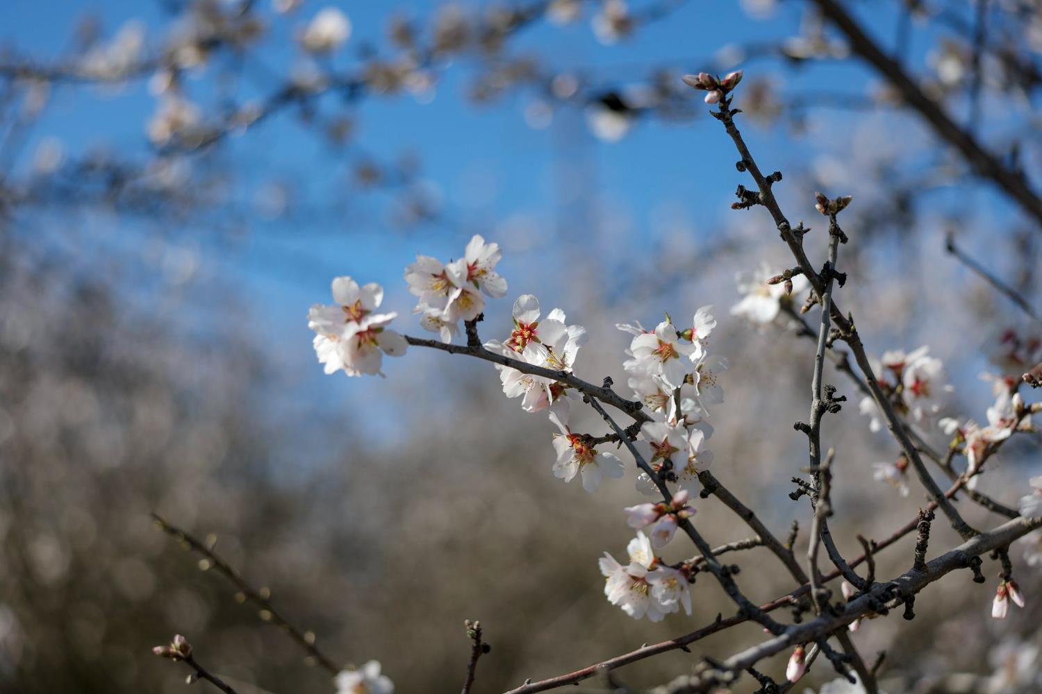 0 Horseshoe Road Oakdale, CA 95361 - Photo 17 of 24 a view of a tree in a yard