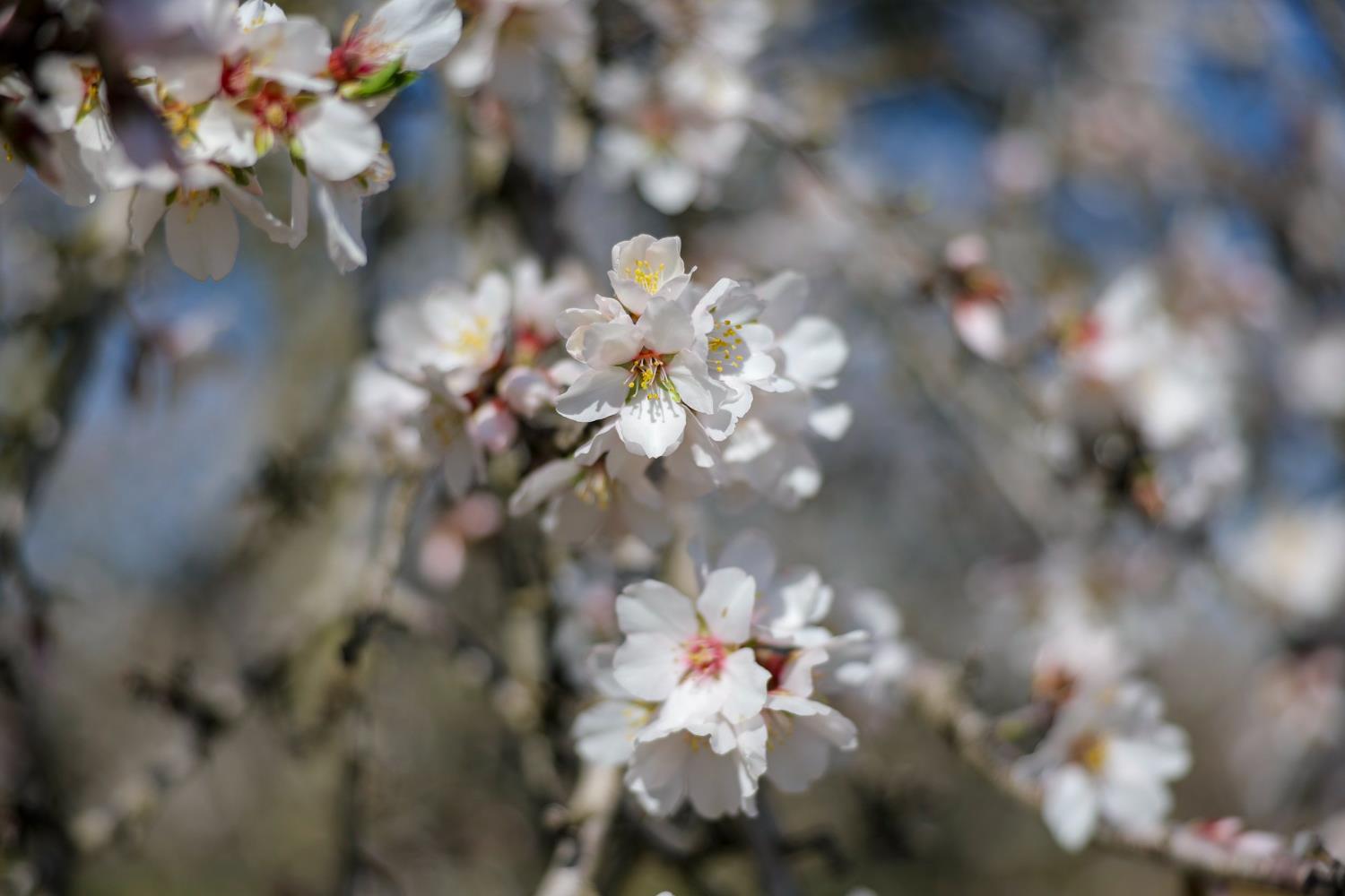0 Horseshoe Road Oakdale, CA 95361 - Photo 18 of 24 a view of a flower