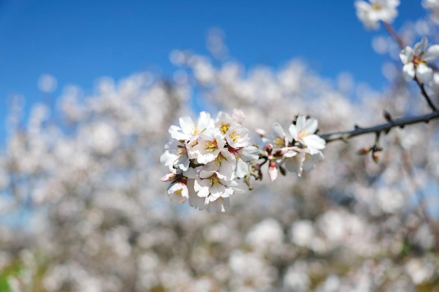 0 Horseshoe Road Oakdale, CA 95361 - Photo 19 of 24 a view of a yard