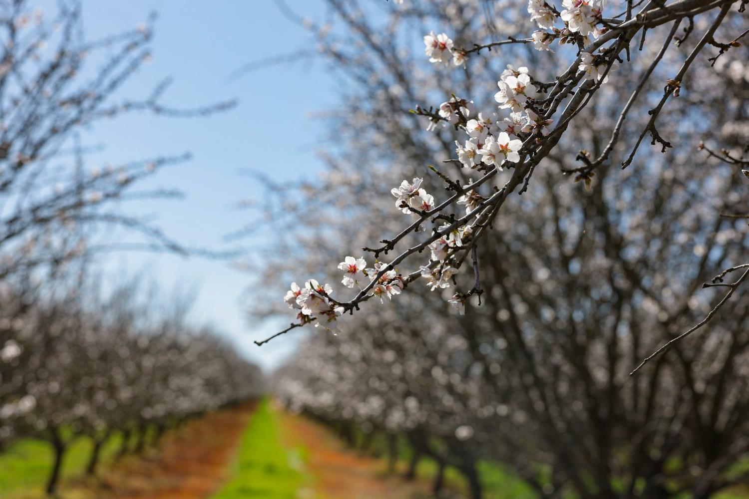 0 Horseshoe Road Oakdale, CA 95361 - Photo 20 of 24 a view of tree