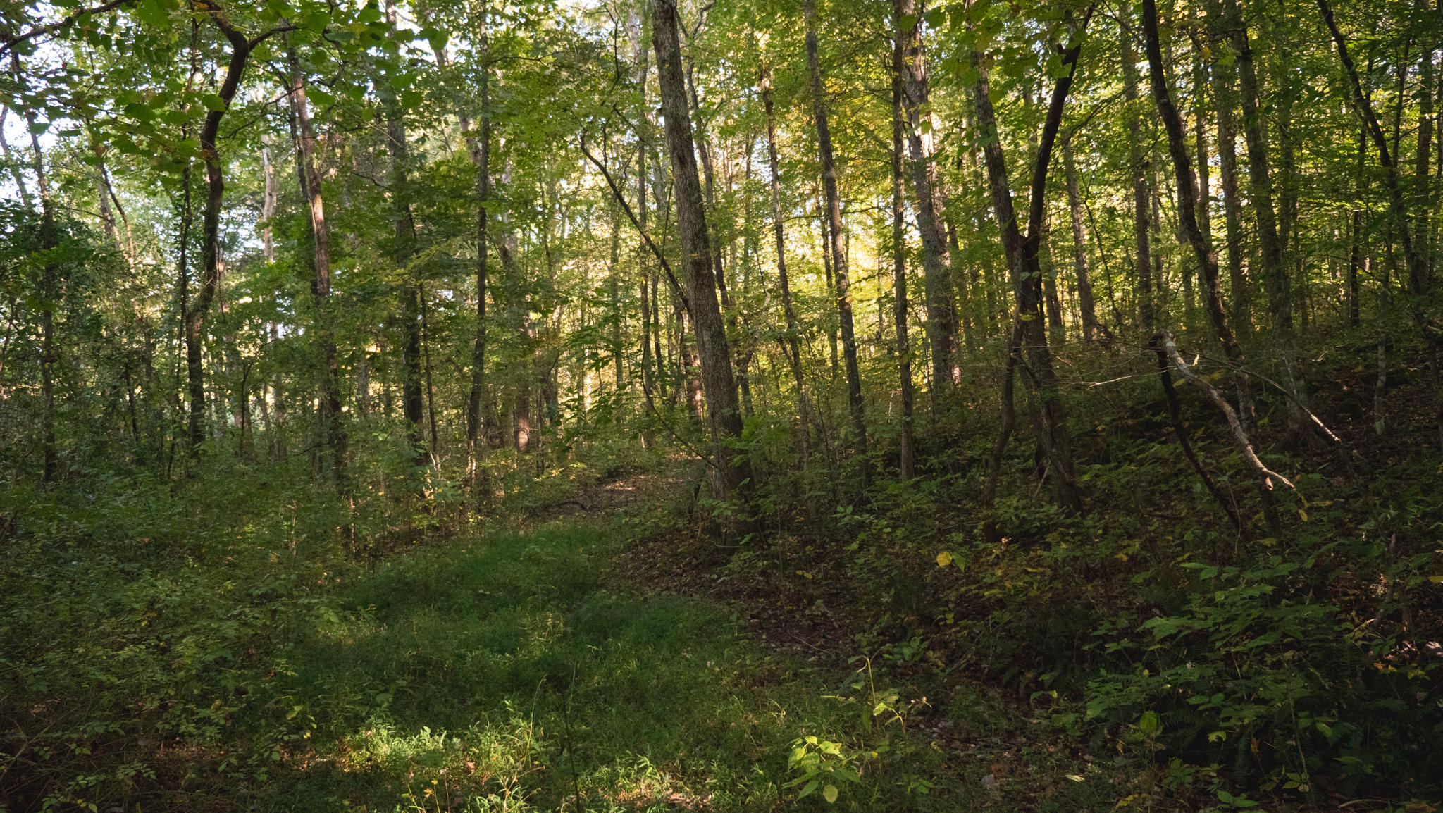 0 Cherry Rutledge, TN 37861 - Photo 12 of 29 P1044728