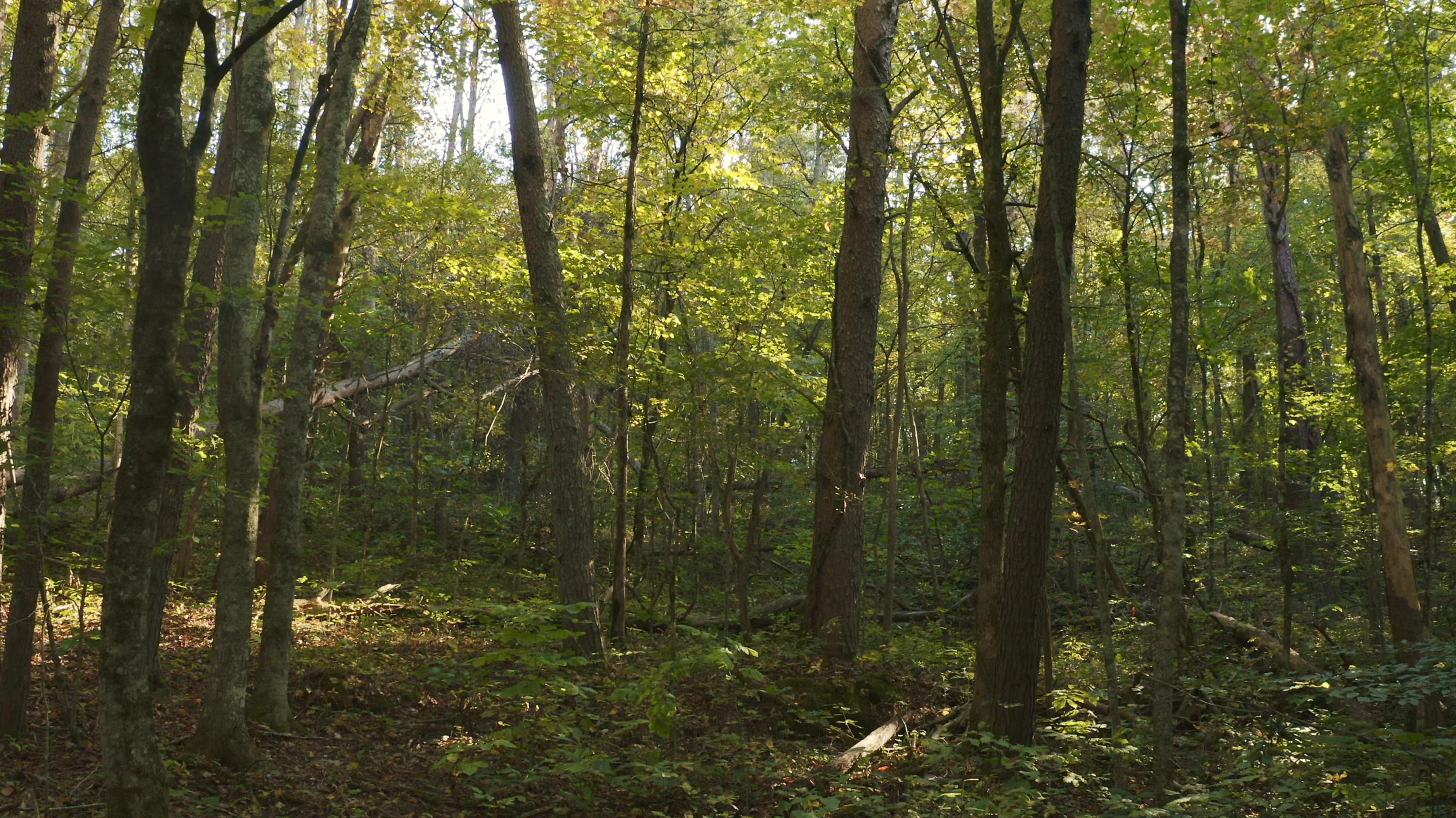 0 Cherry Rutledge, TN 37861 - Photo 14 of 29 Untitled_1.2.1
