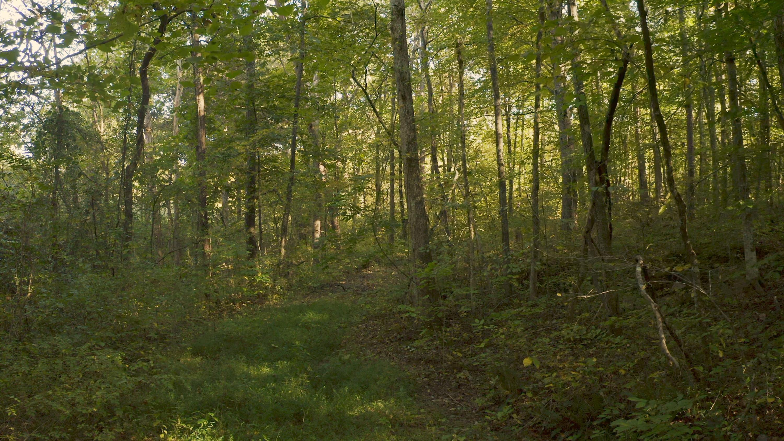 0 Cherry Rutledge, TN 37861 - Photo 16 of 29 Untitled_1.4.1
