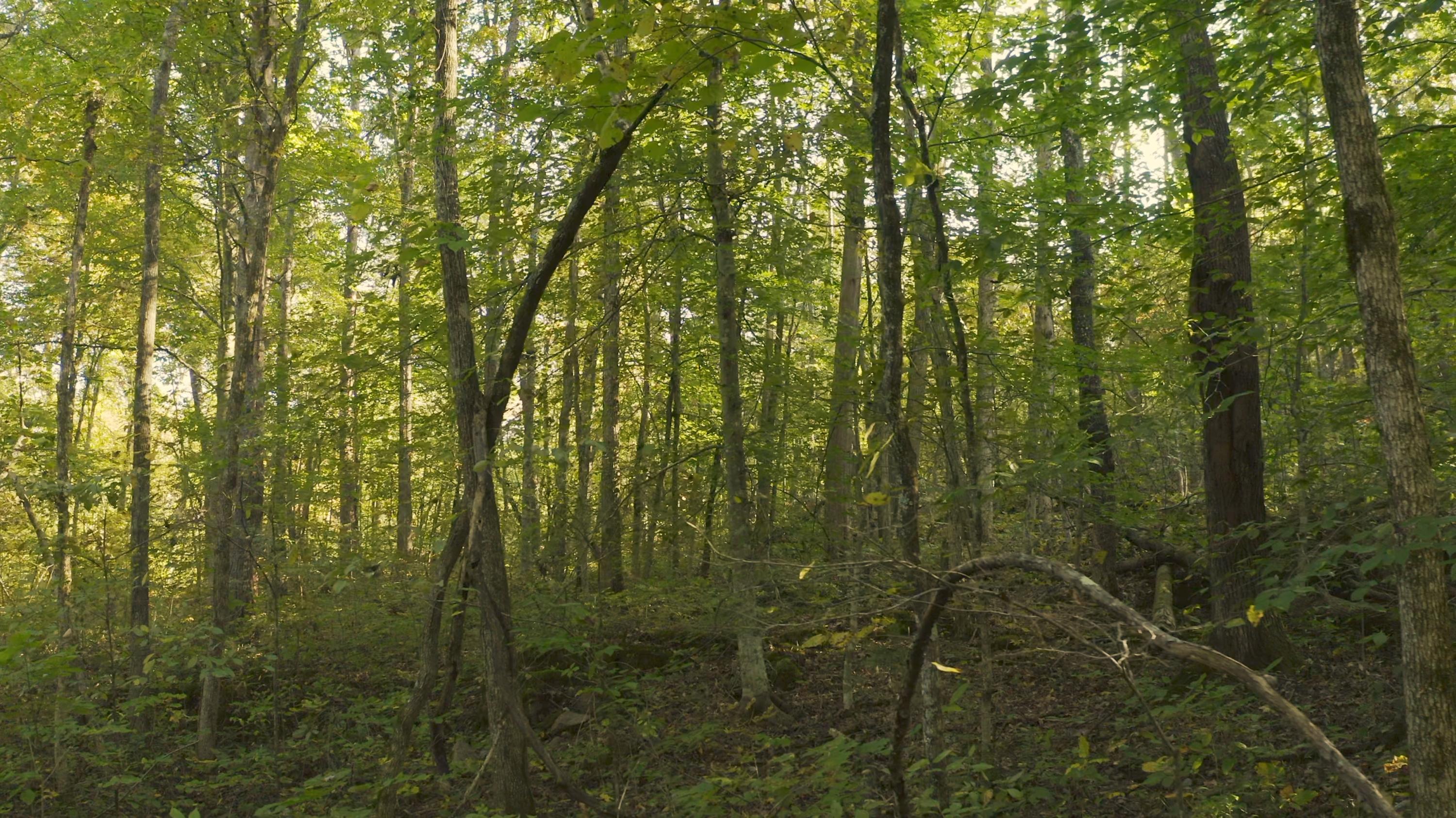 0 Cherry Rutledge, TN 37861 - Photo 17 of 29 Untitled_1.5.1