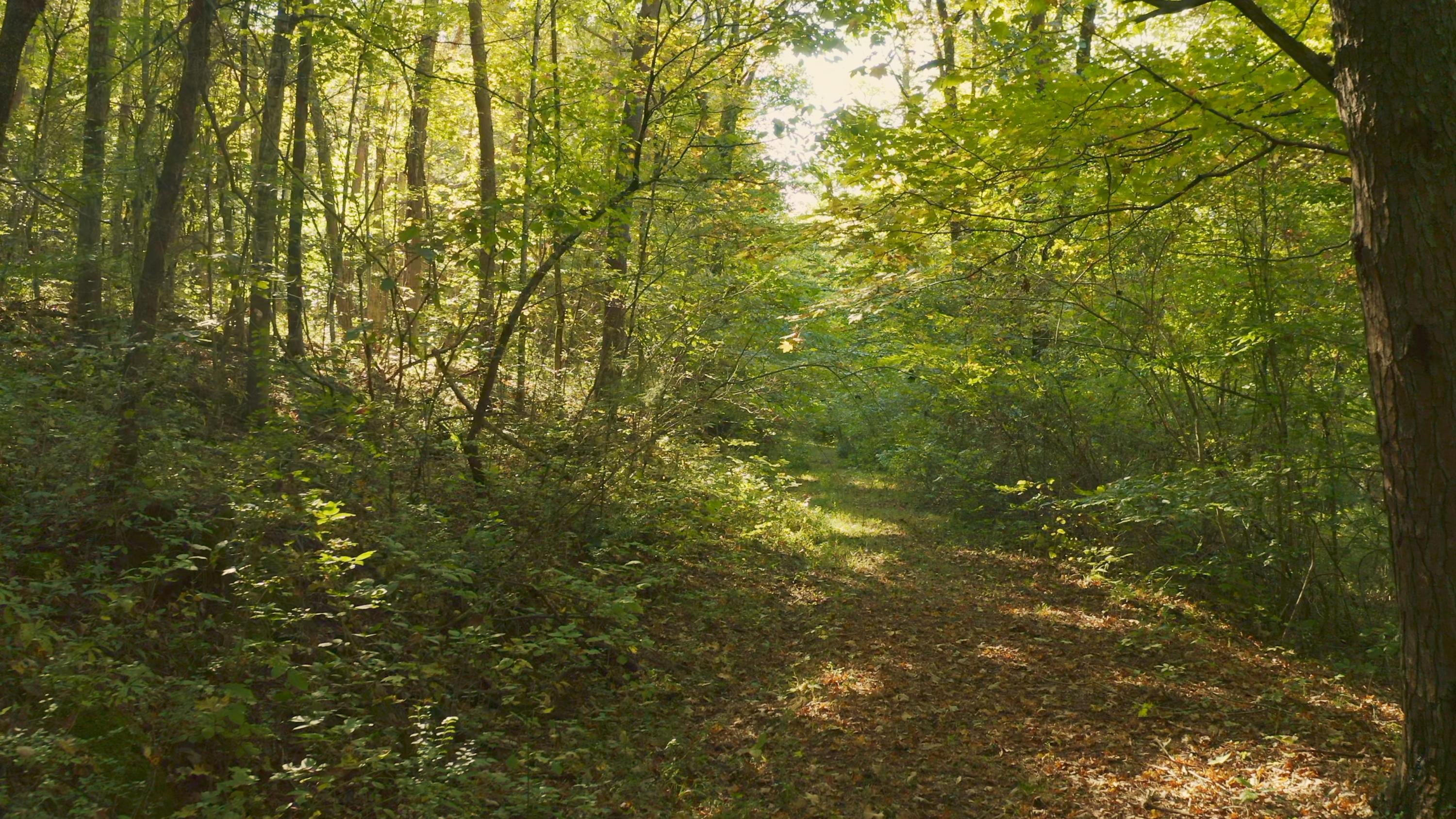 0 Cherry Rutledge, TN 37861 - Photo 18 of 29 Untitled_1.6.1