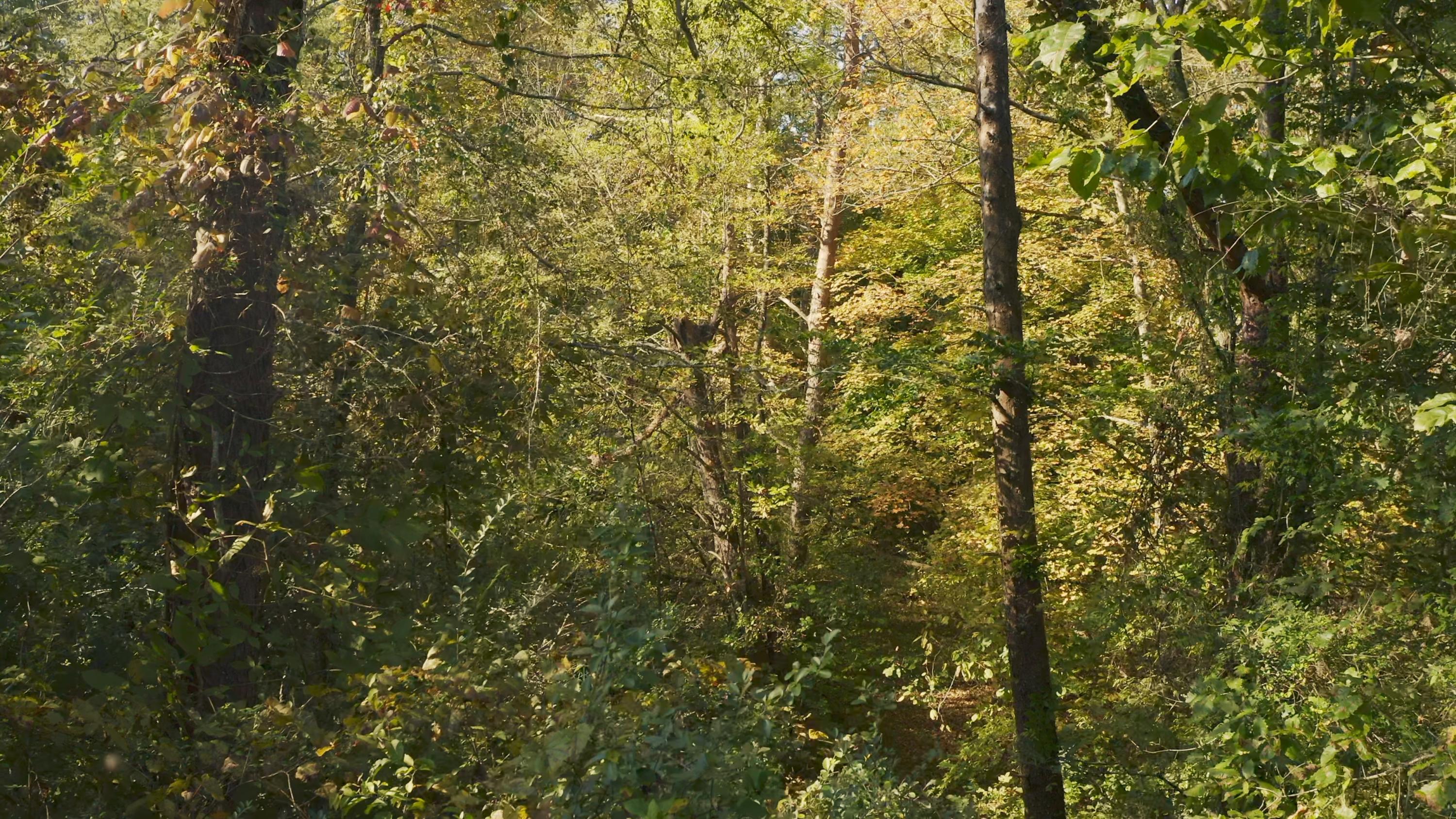 0 Cherry Rutledge, TN 37861 - Photo 20 of 29 Untitled_1.8.1