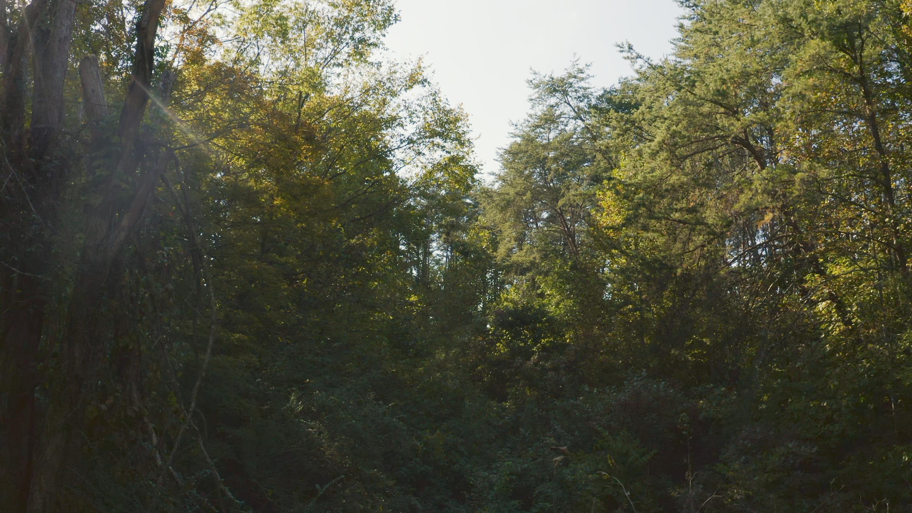 0 Cherry Rutledge, TN 37861 - Photo 21 of 29 Untitled_1.9.1