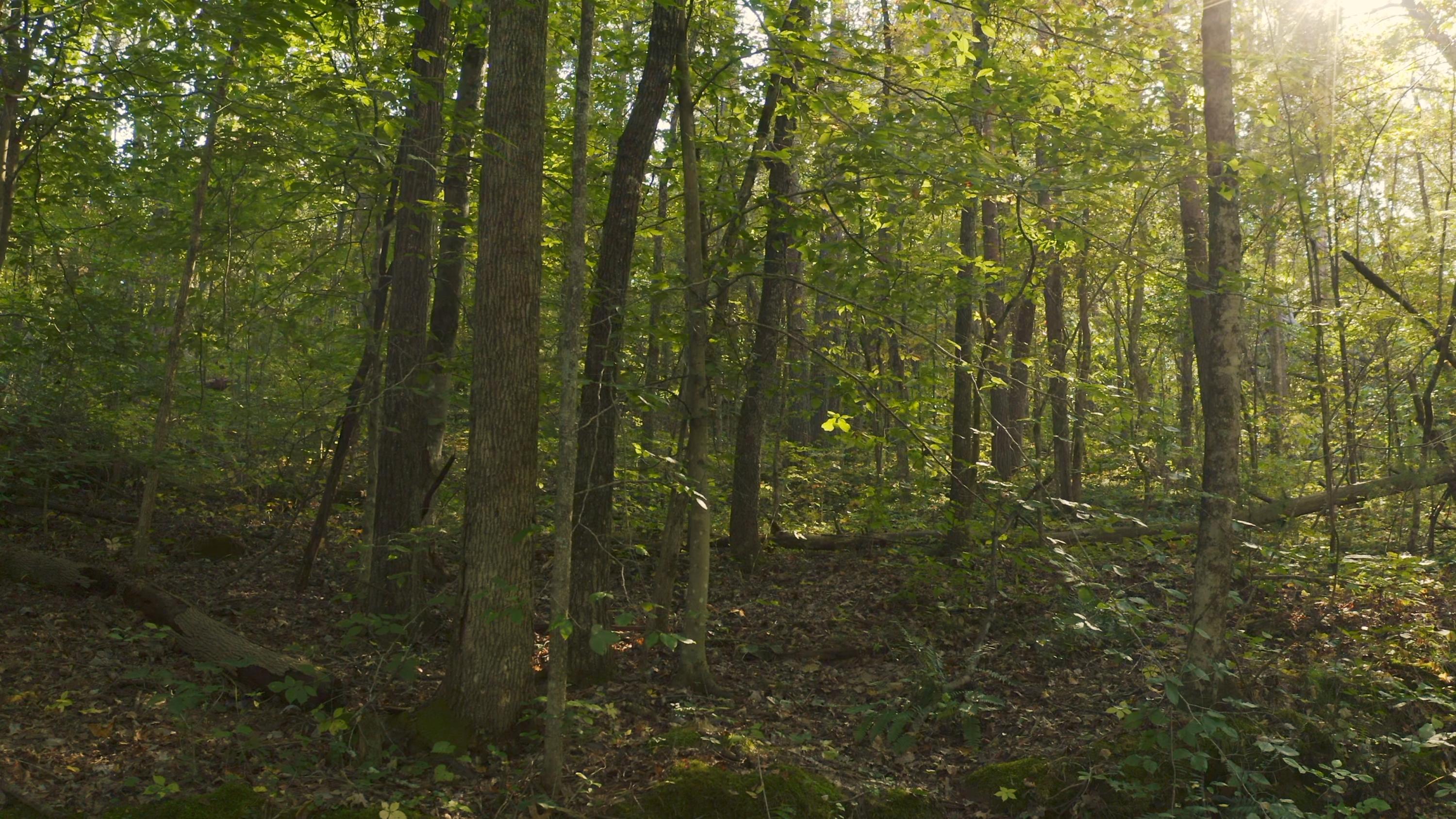 0 Cherry Rutledge, TN 37861 - Photo 22 of 29 Untitled_1.10.1