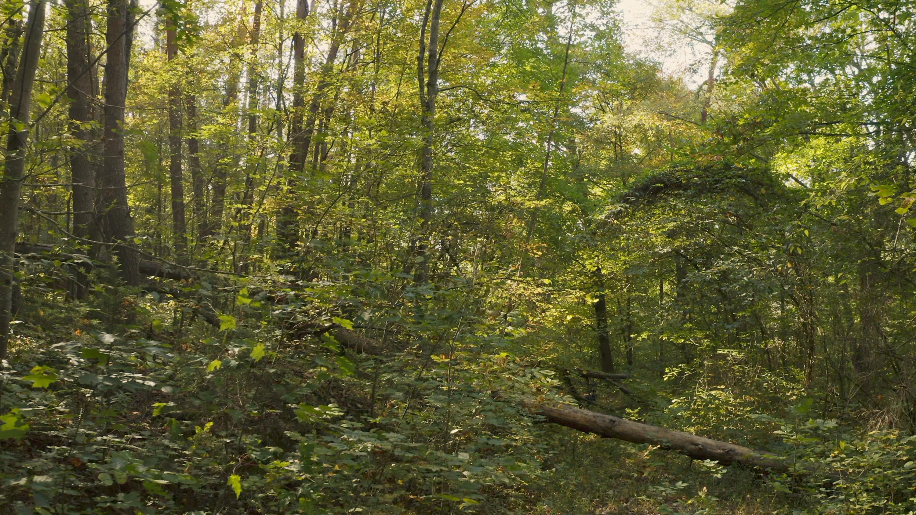 0 Cherry Rutledge, TN 37861 - Photo 23 of 29 Untitled_1.11.1